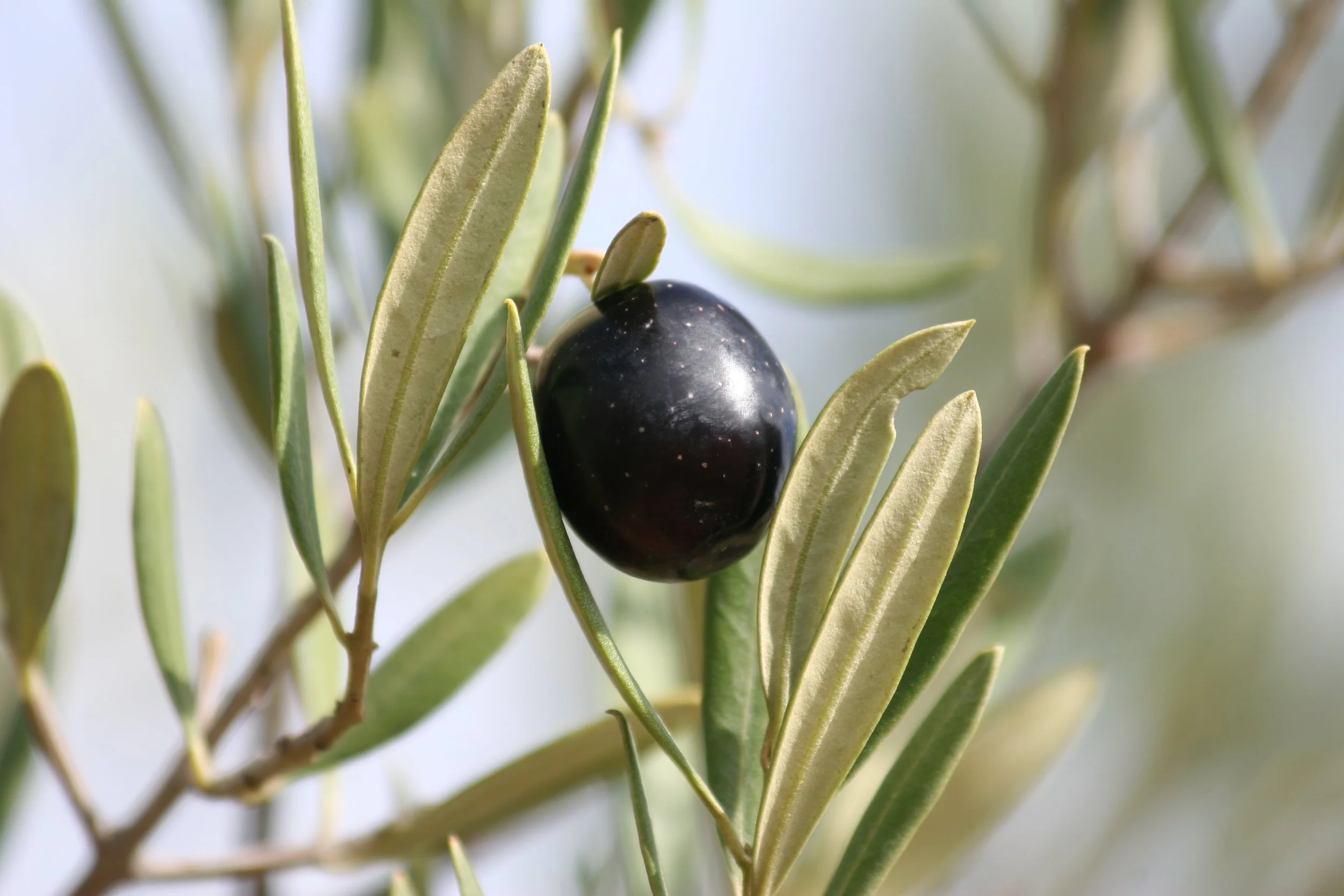Join us for a day of Olive Picking!