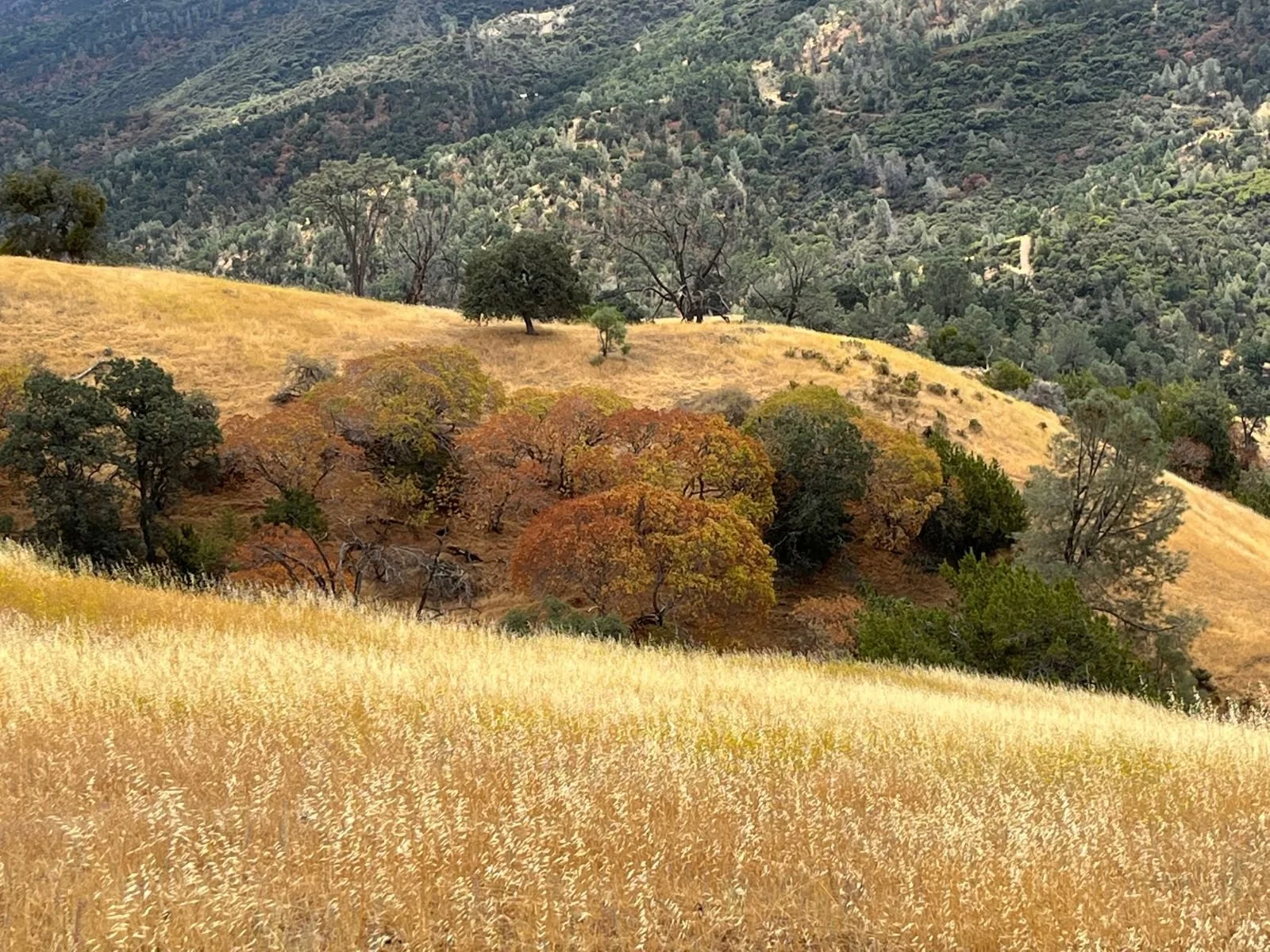 Bay Nature Hike: Birdhouse Ranch