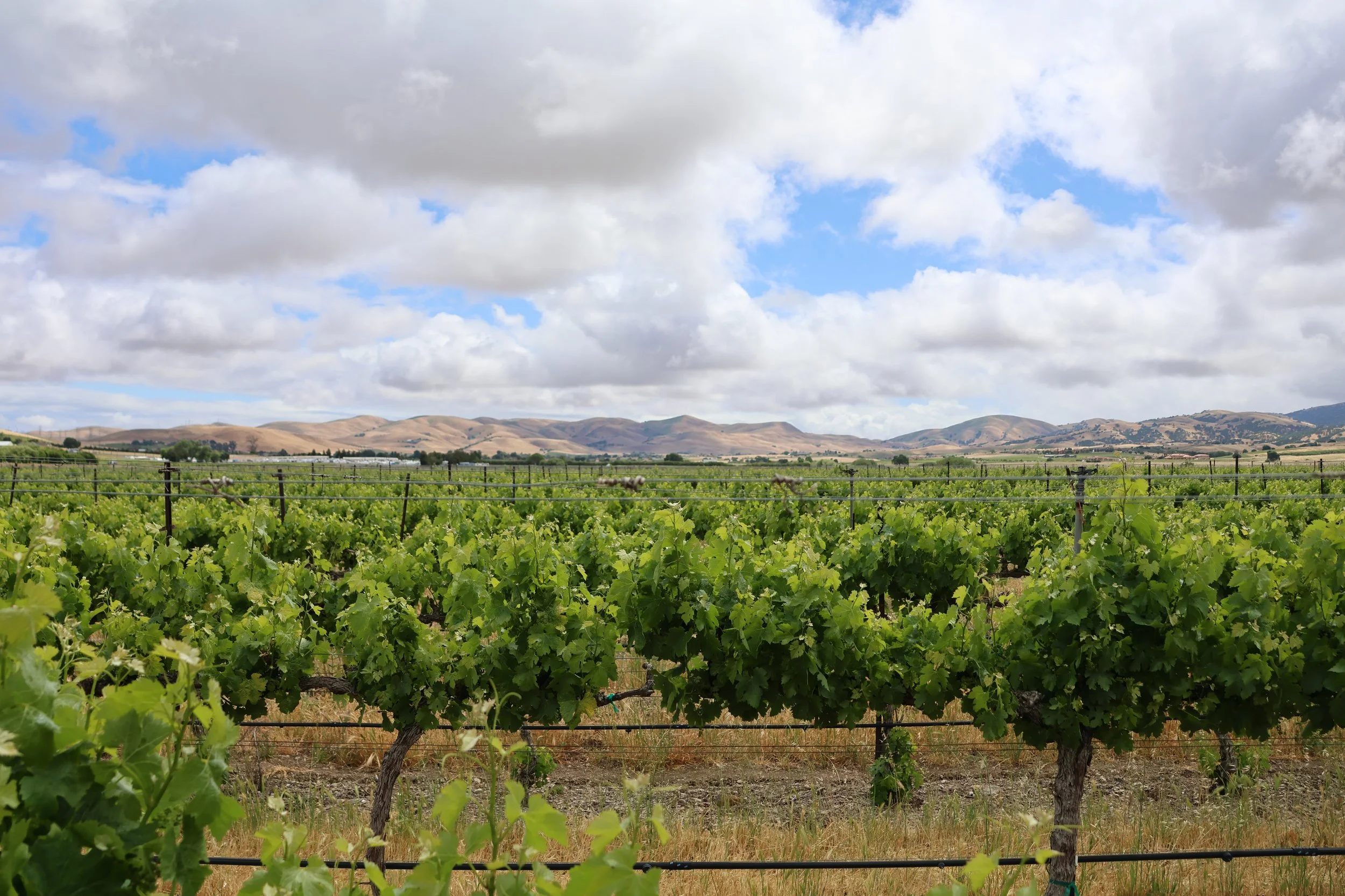 Community Forum: What’s Happening in South Livermore’s Vineyards? 