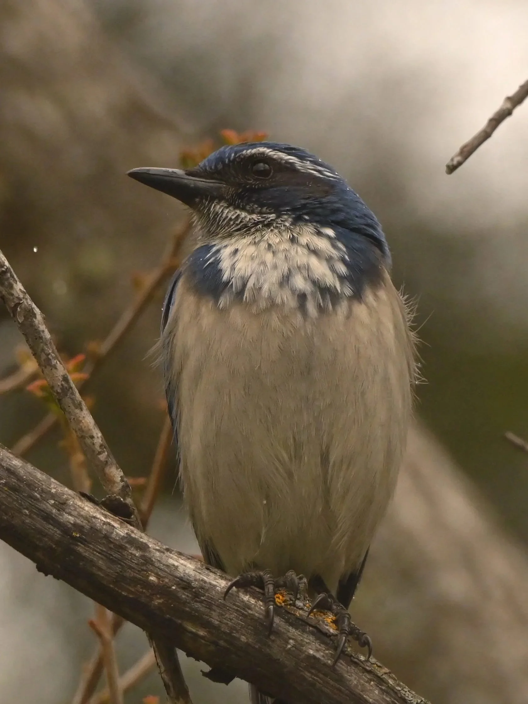 Scrubbiest Jay by Zachary Jellin

Also taken at Sunol Regional Wilderness Preserve, this is my favoite scrub jay photo I've taken, These birds are incredibly intelligent, which makes photographing them extremely hard!