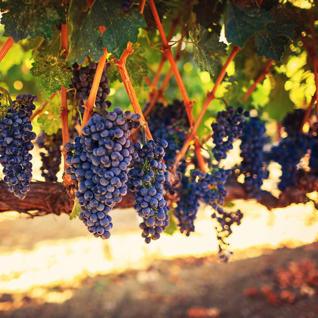 Livermore Valley 32nd Anniversary Wine Auction