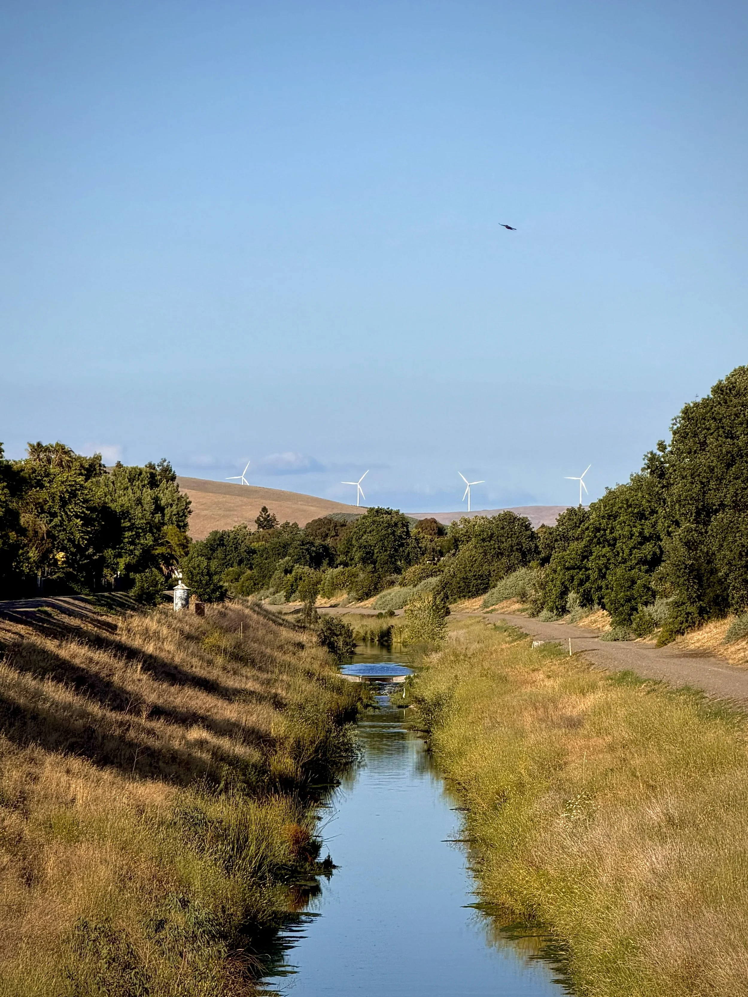 A Sunlit Stroll by Nidhi Kota 

Taken at the Arroyo Mocho trail from Santa Rita in early summer. I liked how the goose above flew over the open scene. The trail, grass, and trees are tinted yellow from the sunset and the water is a bright and reflect