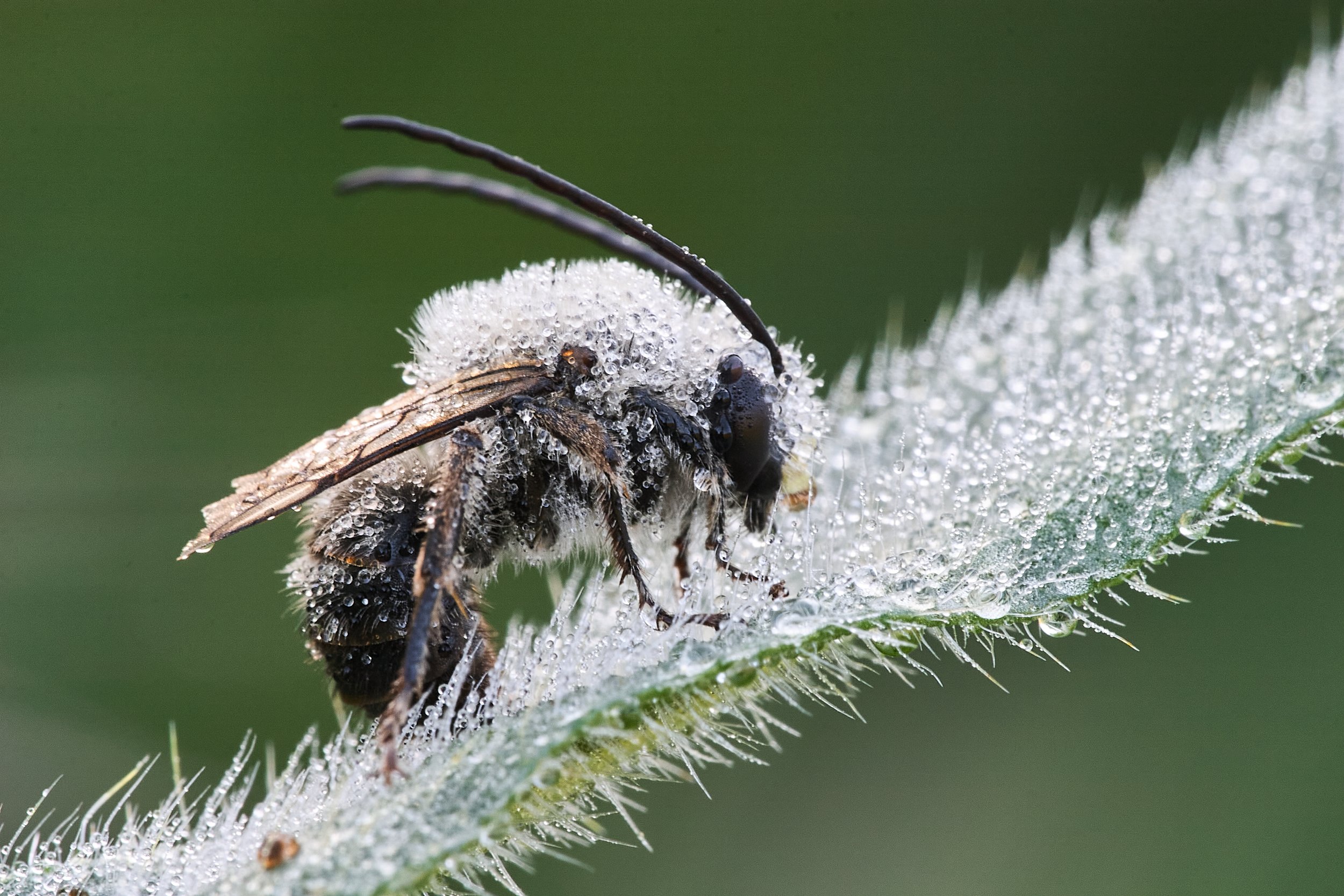 Icy Bee by Ildebrando Noval 

Taken at Sunol Regional Wilderness in spring. One of my favorite parks to photograph wild flowers and insects. This one got me startled as I was in the ground for wild flowers and I thought it was a mountain lion.