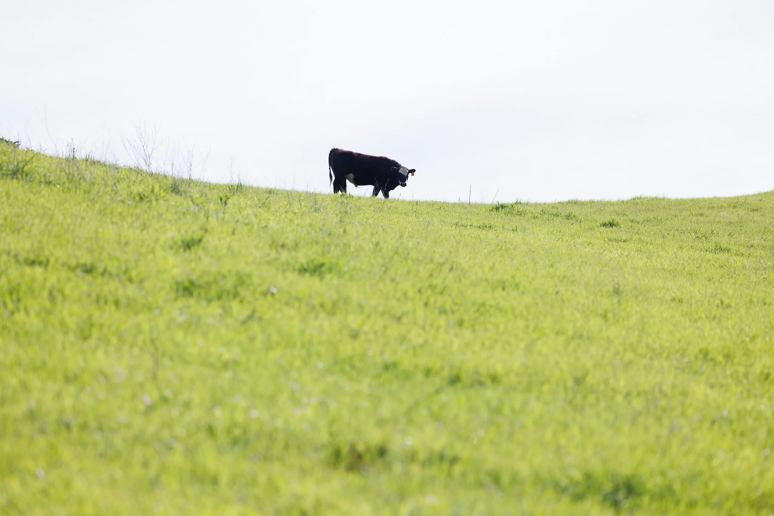 Top of the World by Stephanie Lin. 

Taken at East Shore Trail at Del Valle Regional Park. The hills belong to everyone out here, but this one just has the best seat in the house.