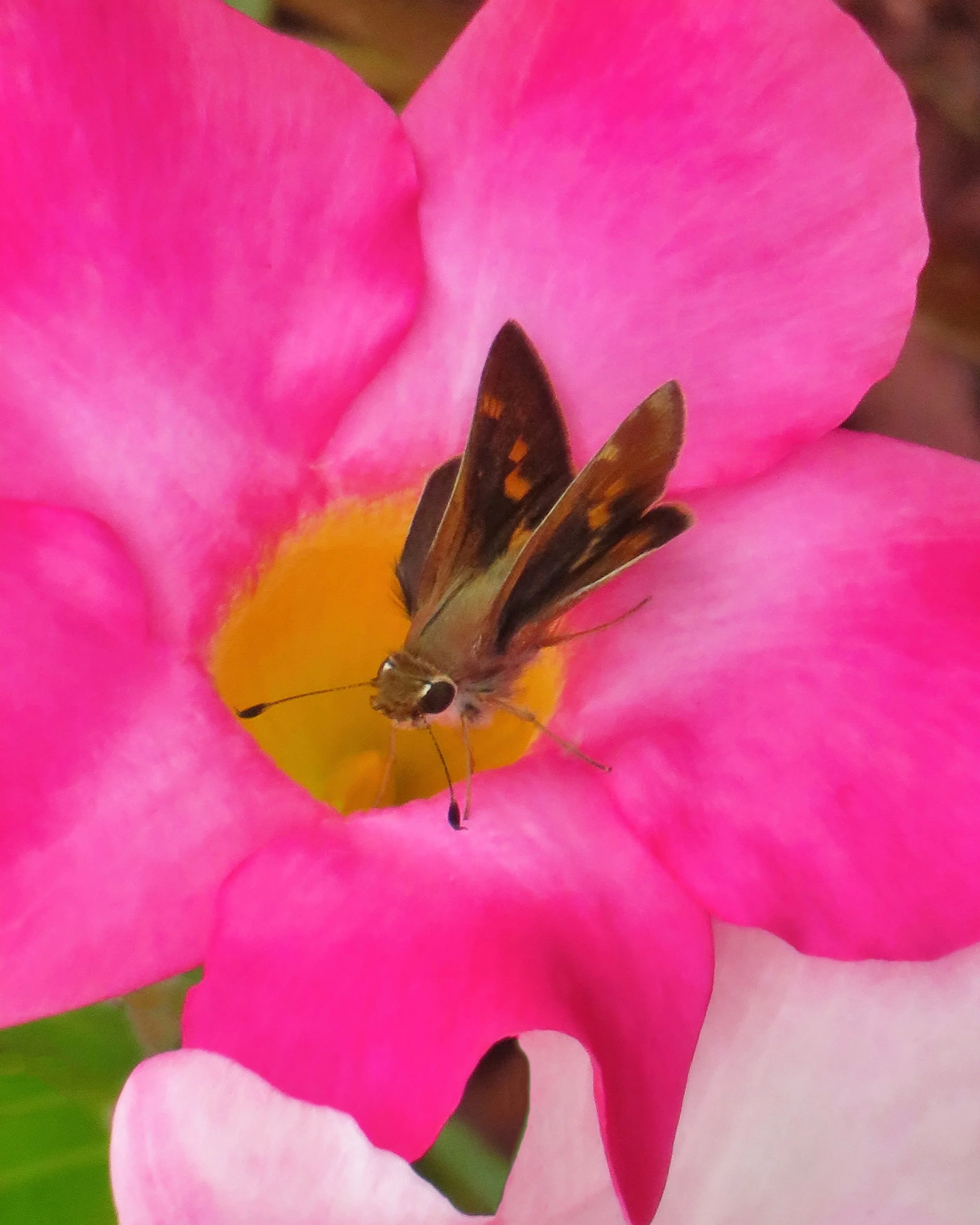Little Visitor by Monique Rardin Richardson 

A vibrant backyard find in Dublin, California. This close-up macro shot showcases a skipper butterfly feeding inside the bright yellow and pink petals of a tropical Mandeville flower.