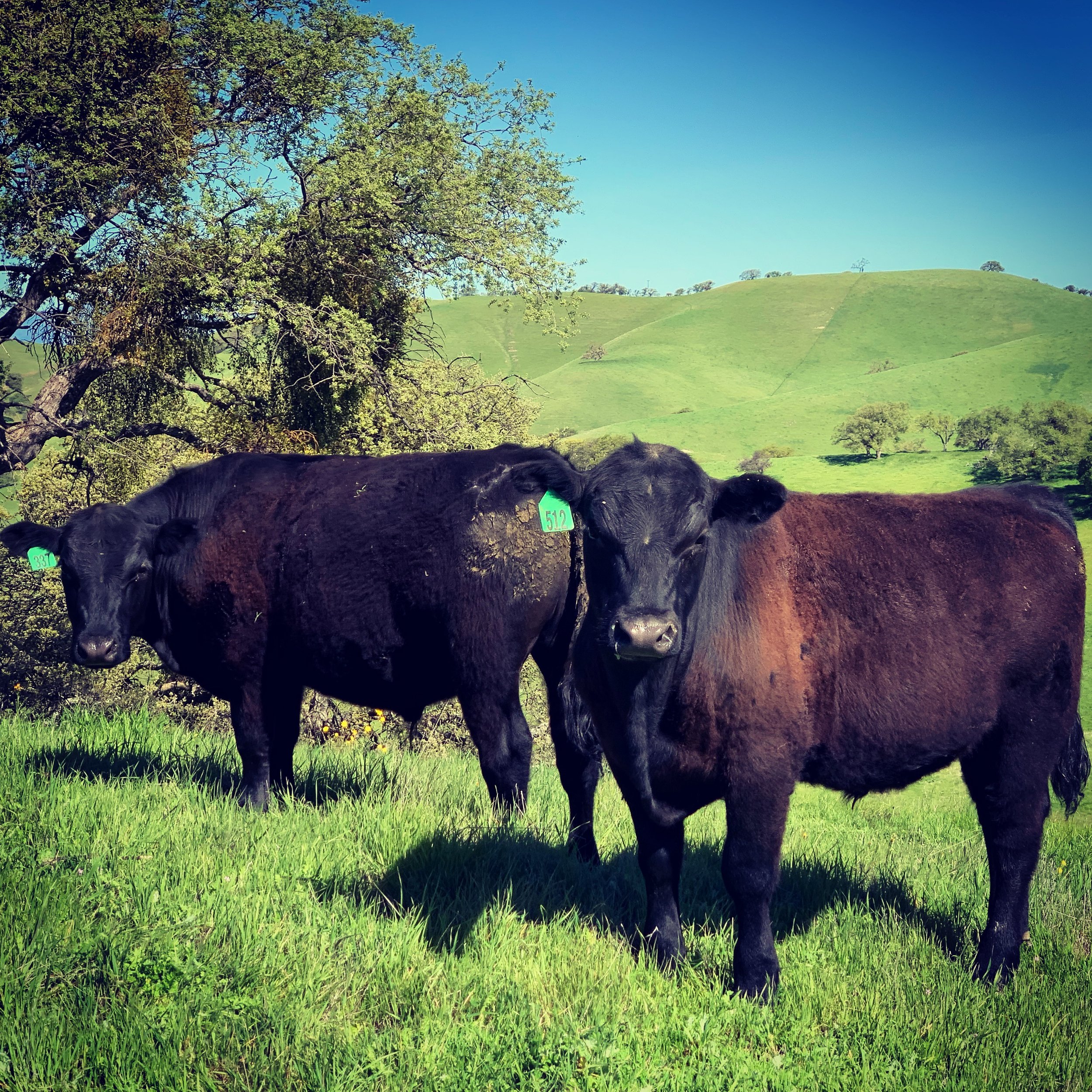 Happy California Cows by Lynn Monica 

Happy California Cows