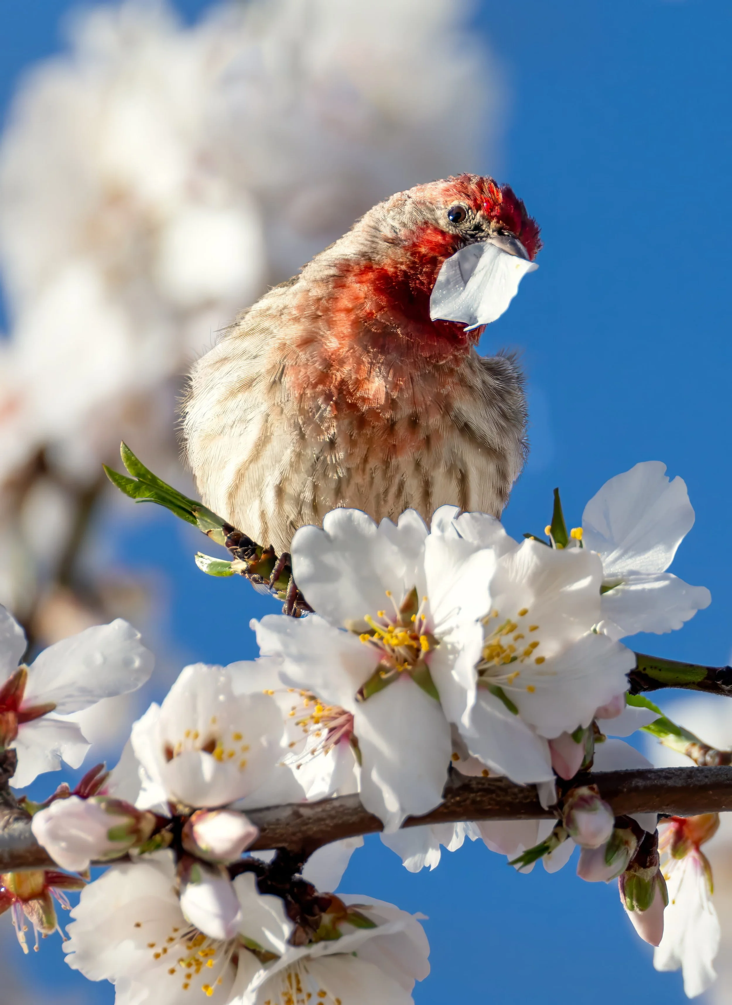 House Finch Picked a Petal by Barbara Mallon 

A Male House Finch Picked an almond blossom in Almond Park last February