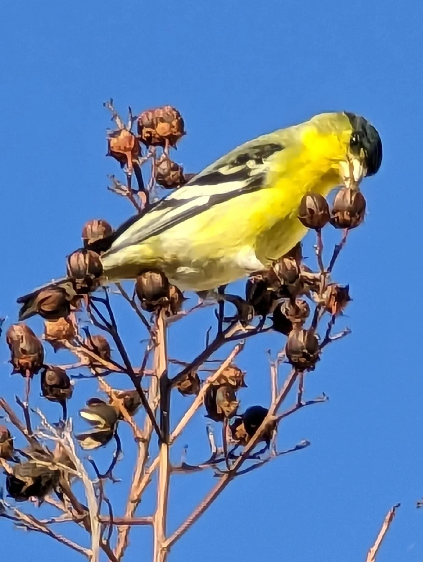 Yellow Finch by Robert Gibbons

Yellow Finch Eating Crape Myrtle Seeds in Pleasanton on a Clear December Day