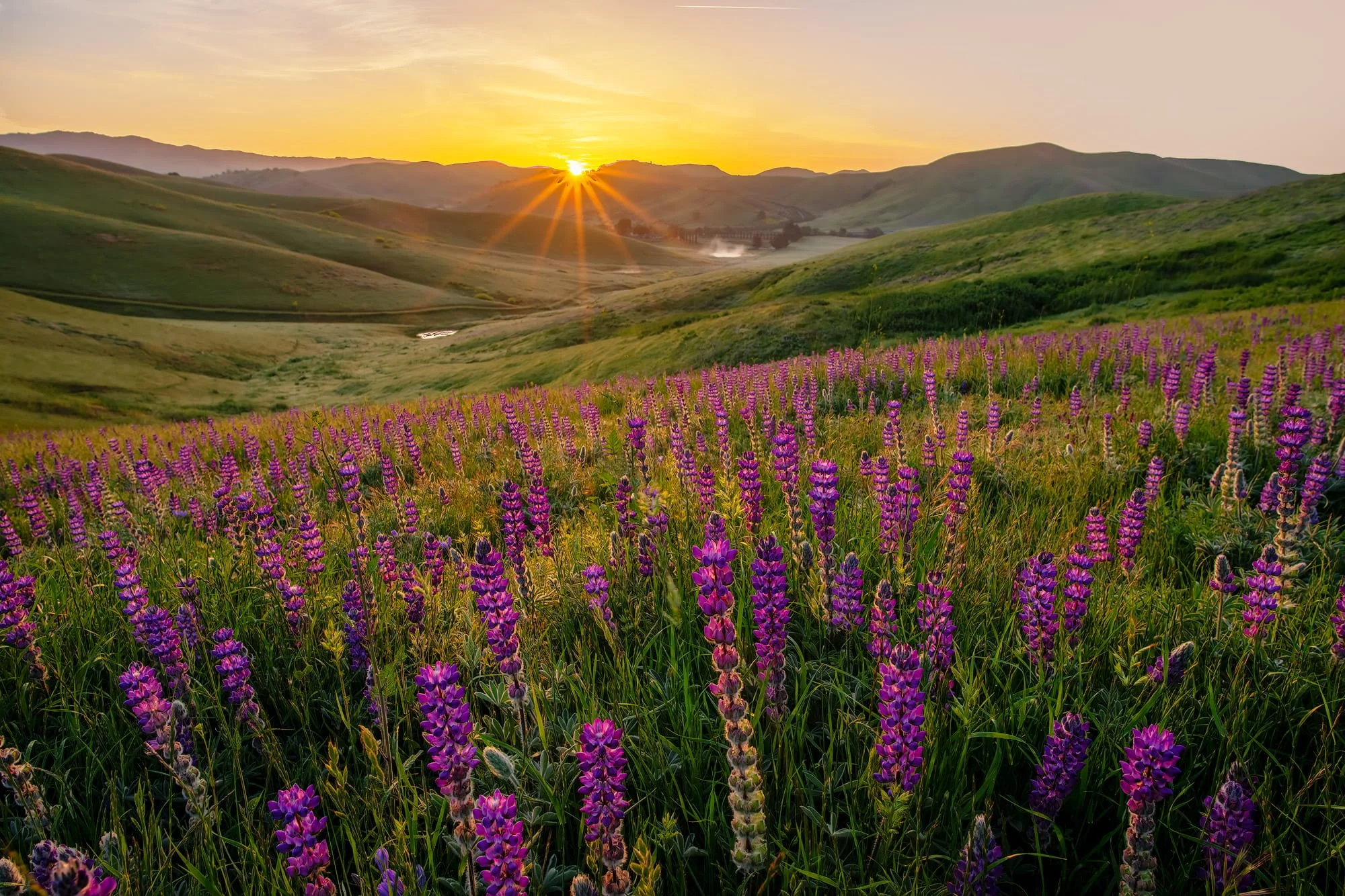 Lupine Sunrise in San Ramon by Jay Huang 

Sunrise at a Wild Lupine Field in San Ramon