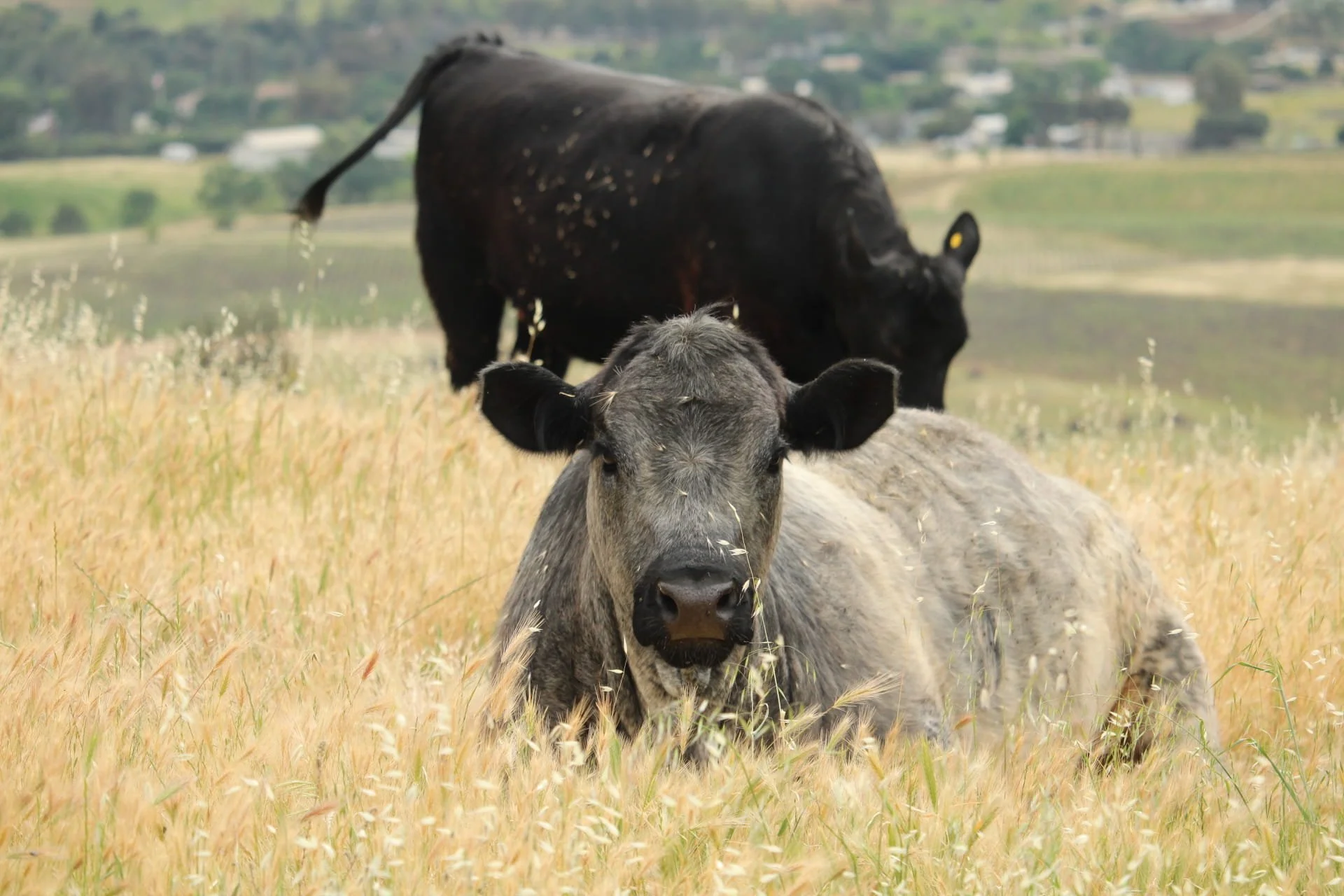 Gray the Cow by Brooke Harris 

This was taken on our family ranch off of cross road East of Livermore in late Spring 2026. I love to see my favorite cow relaxing in the grass.