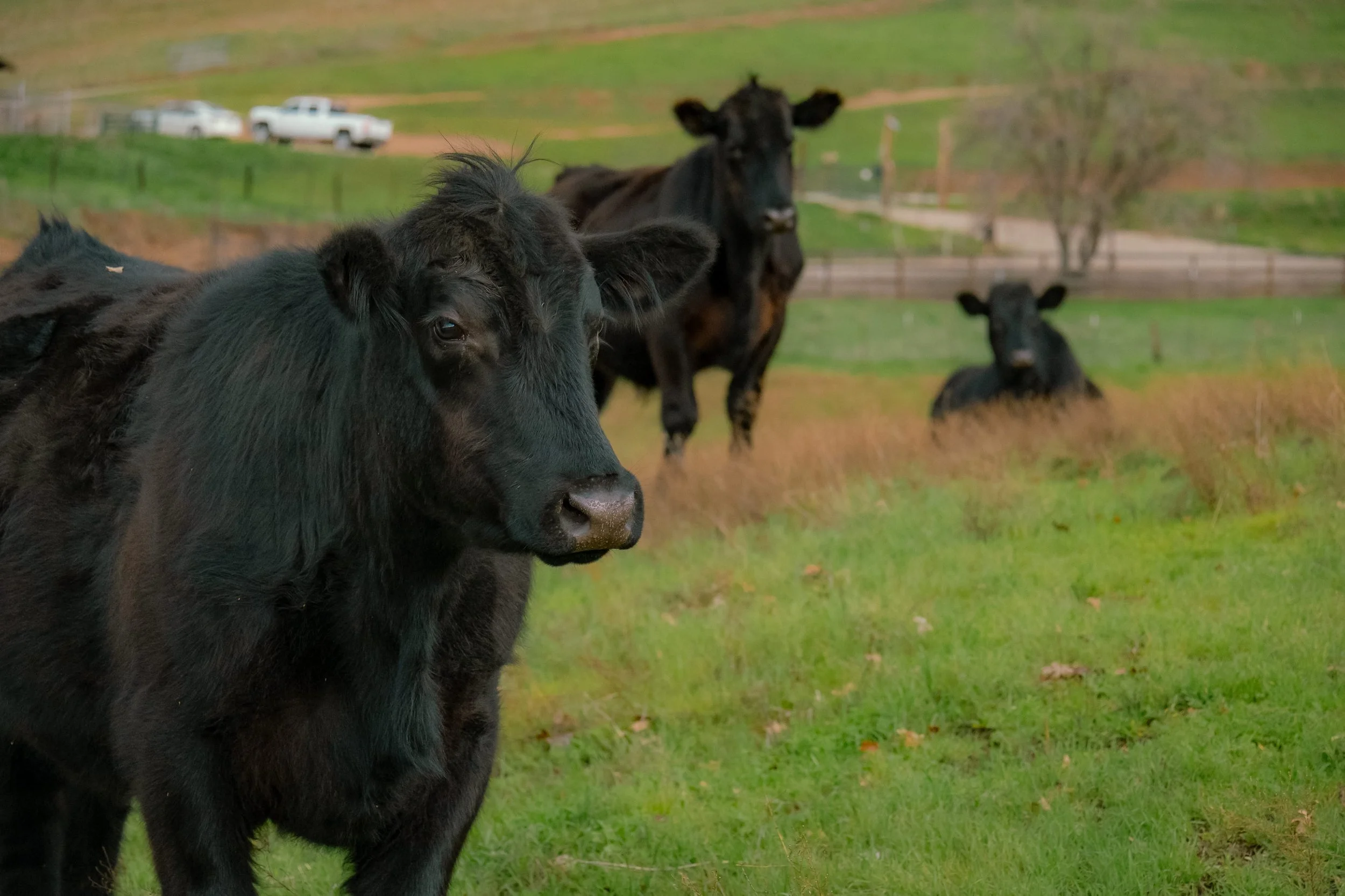 Cows are the Best by Miranda Duarte 

Photo Taken at 3 Calhoun Sisters' Ranch in Livermore, CA. Description: Three cows await to greet guests at the front of 3 Calhoun Sisters' Ranch. Two cows are standing while one sits. 