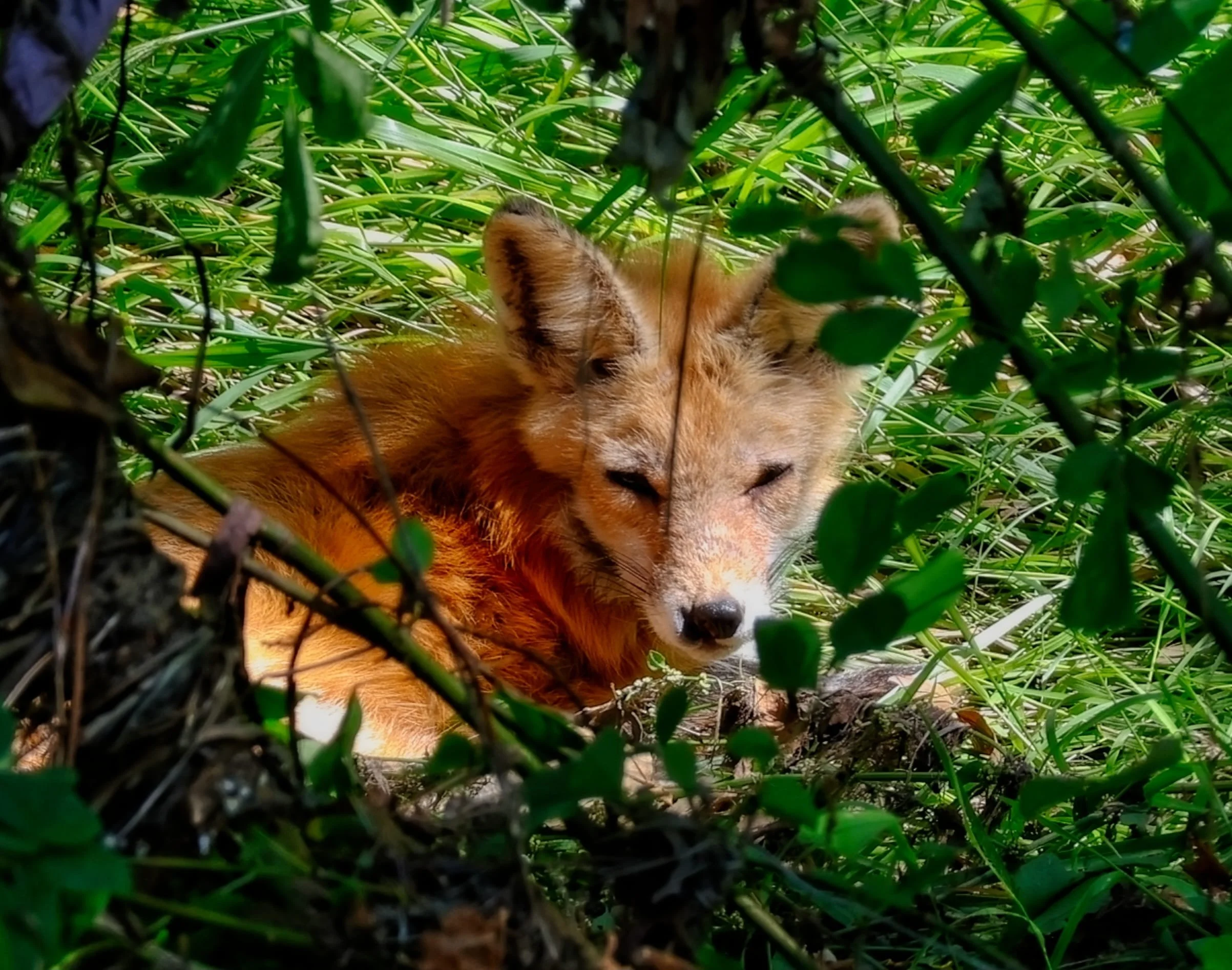Foxy Red by Jordan Valerga 

I found this red fox while walking in the Walnut Creek city park. I go there on my lunches sometimes to be in nature and photograph what I see. I feel lucky to be able to share the beauty I see in nature.
