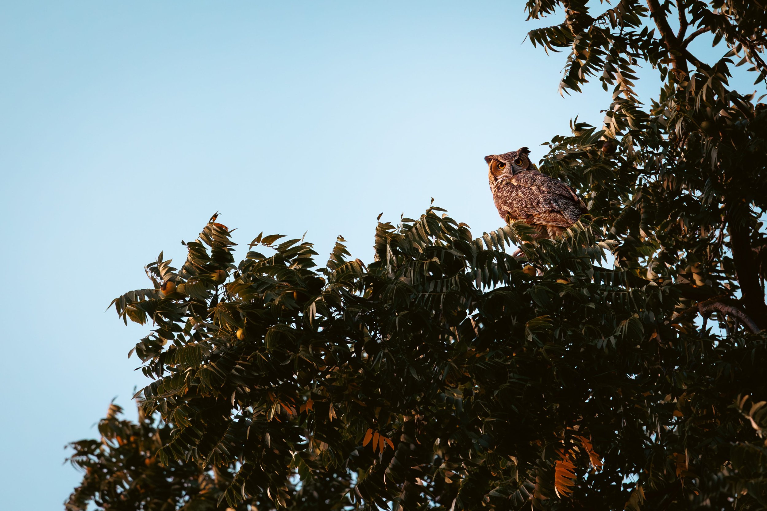 Fukuro  by  Stephanie Lin

When you start noticing, you realized they’re actually closer than you think. I was determined to photograph an owl at the time but little did I know, there was one living right by the trail (Iron Horse Regional Trial) I wa
