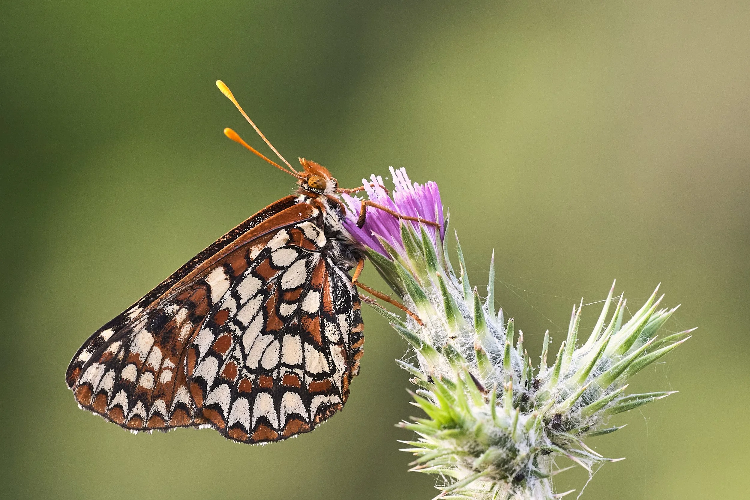 Butterfly on Thistle by Ildebrando Noval

Taken at Sunol Regional Wilderness in spring. One of my favorite parks to photograph wild flowers and insects.
