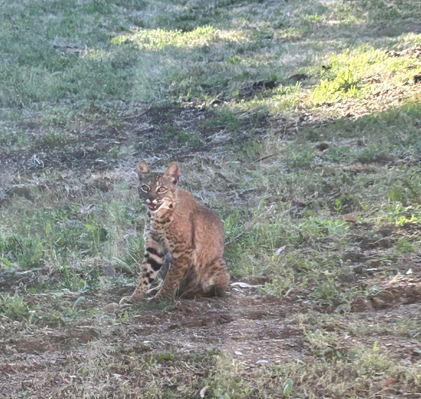 Daisy by Richard Rollins 

Our resident Bobcat, at Tenuta Winery, posing for a picture.