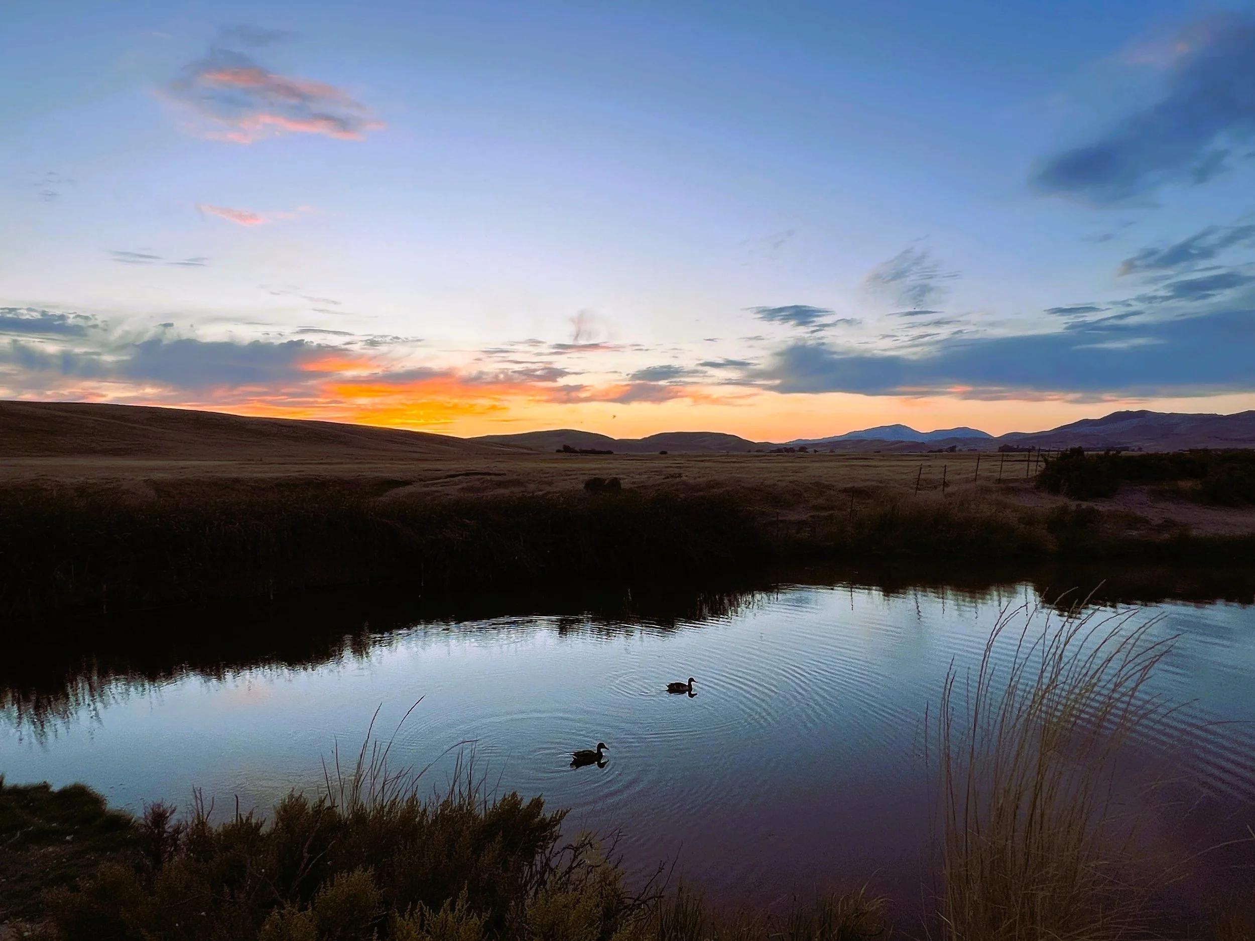Sunset 2 at Springtown Wetlands by Markus Huber 

I love how these two ducks in the reflecting Altamont Creek emphasize the quiet vastness and beauty of the landscape surrounding Livermore's Springtown.