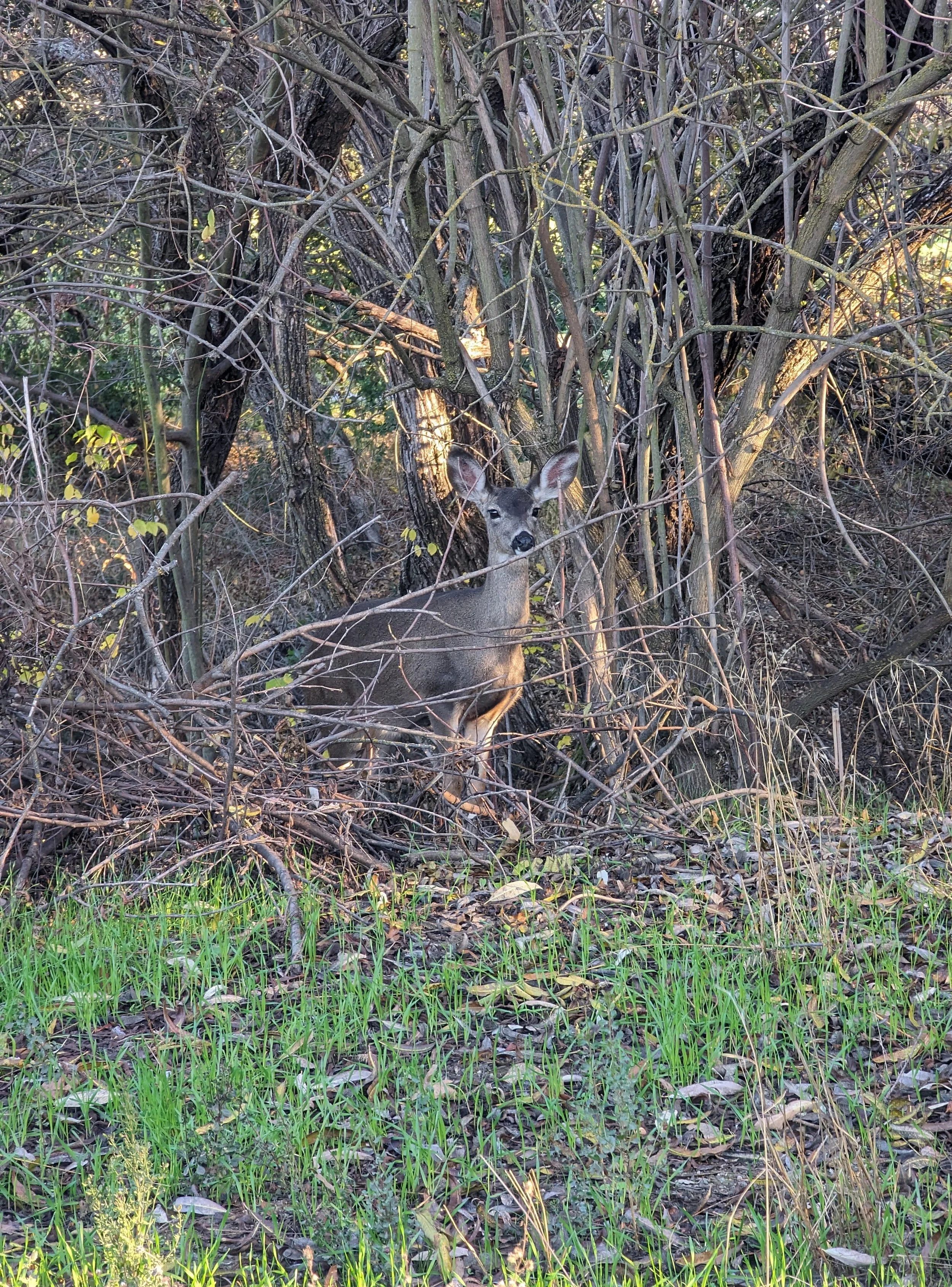 Deer Hides by Robert Gibbons 

Wild Deer Hides in Plain Sight near Callippe Golf Course - December