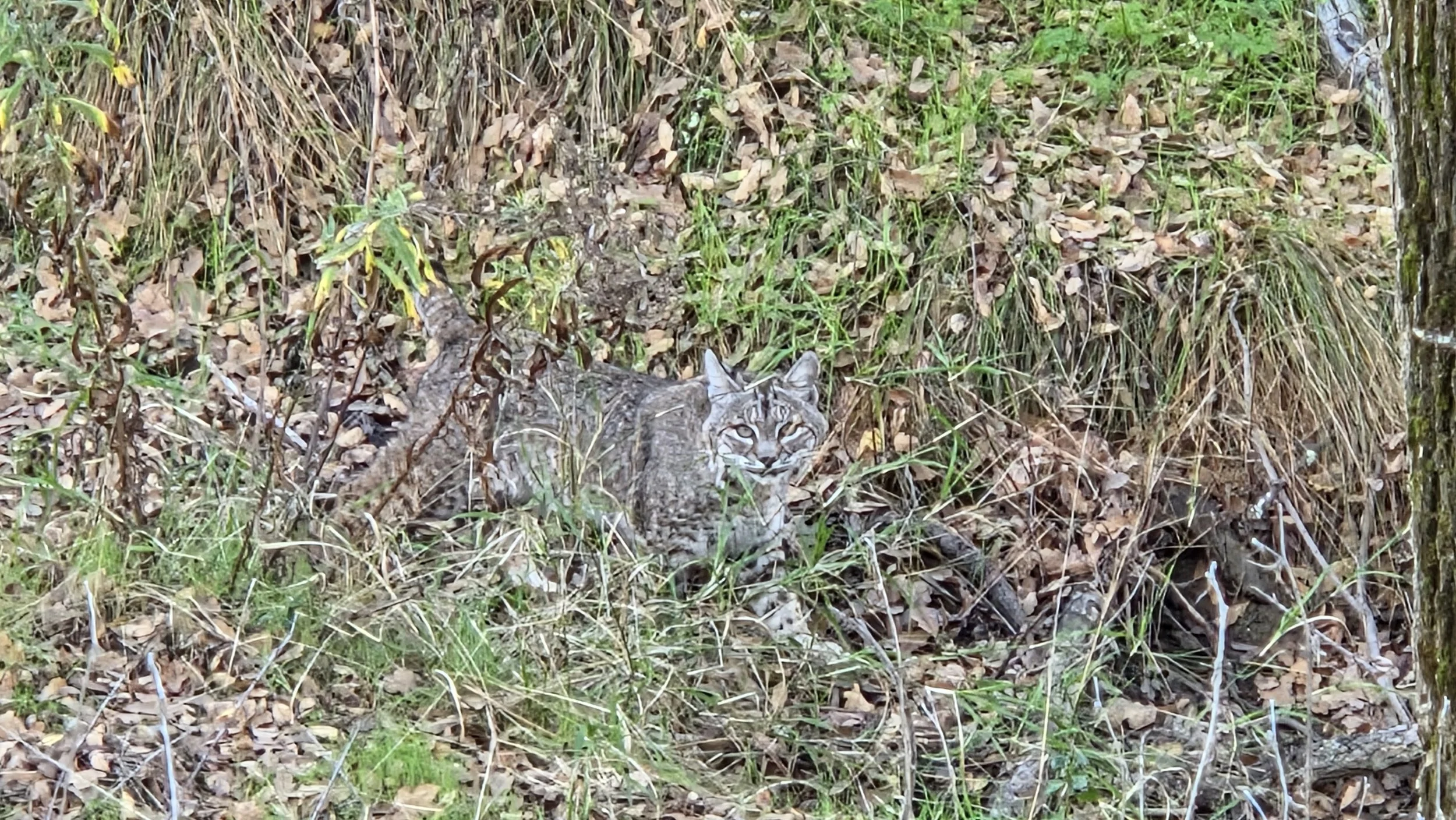 Bobcat Del Valle by Michelle Mitchell 

Bobcat Del Valle - While on a hike at Del Valle I witnessed a very agitated deer. I didn't want to get too close, but wanted to see what was upsetting it. That was when I spotted this bobcat a little farther do