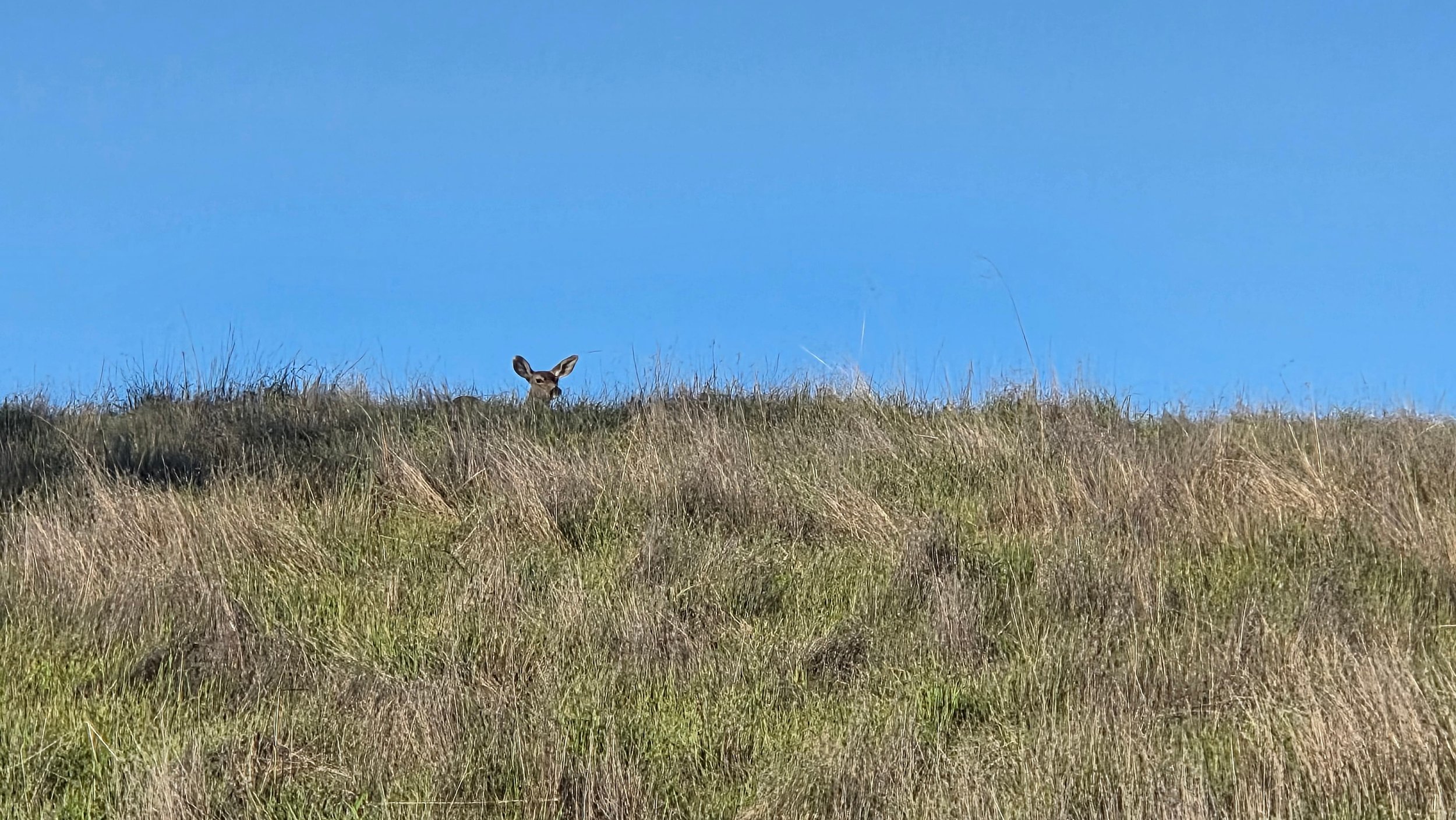 Deer Del Valle by Michelle Mitchell 

Deer Del Valle-While hiking at Del Valle I caught this deer peeking over the hill at us.