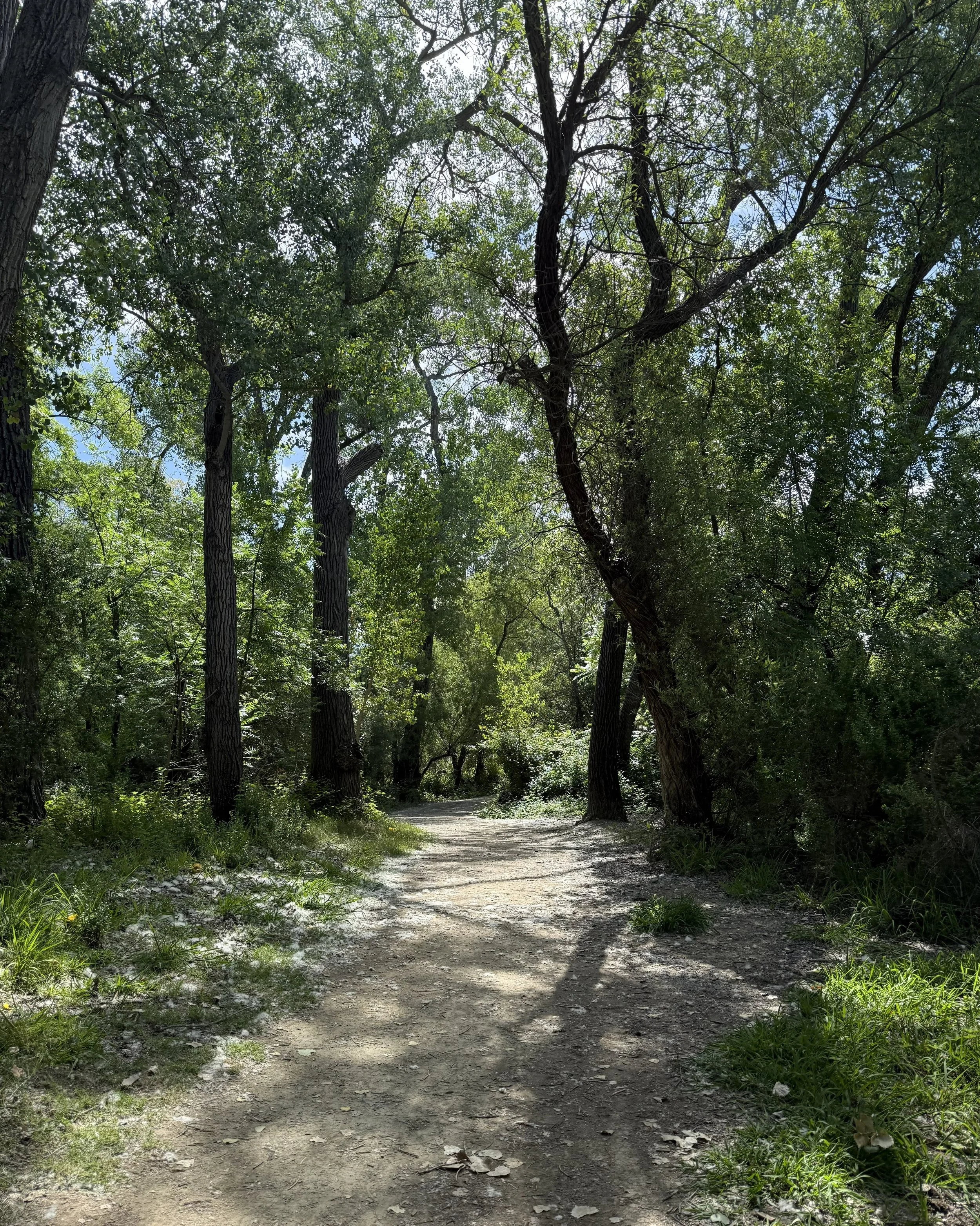 Shadow Cliffs by Dorothea Ellsworth  -

 Taken in May at Shadow Cliff. I love this photo because it is beautiful, shows the lushness of nature, and how nature encompasses you. Additional, I took it while hiking with my mom on Mother’s Day. I think it