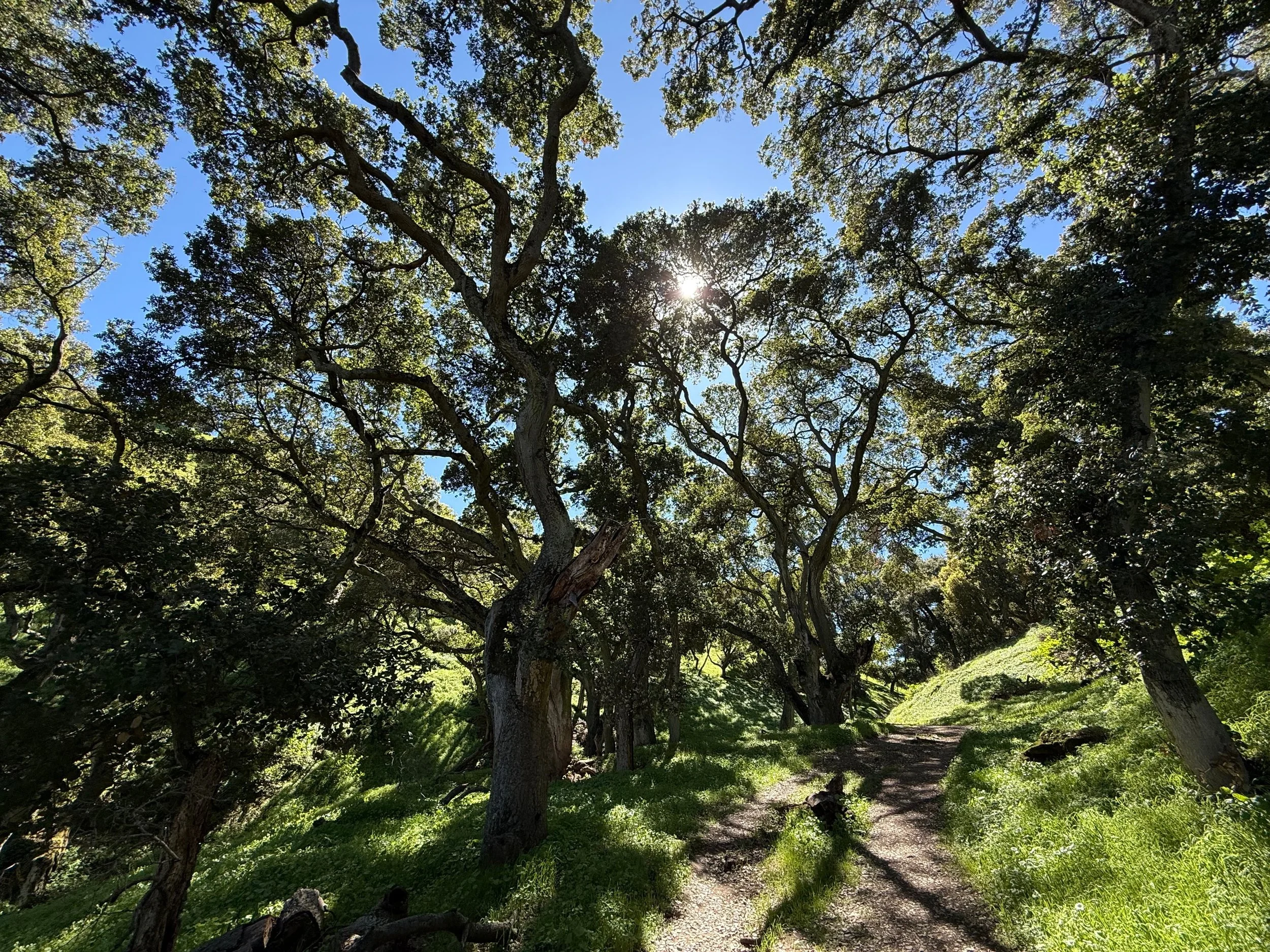 Tree Light by Lynn Monica. 

Tree Filtered Light in Sycamore Grove