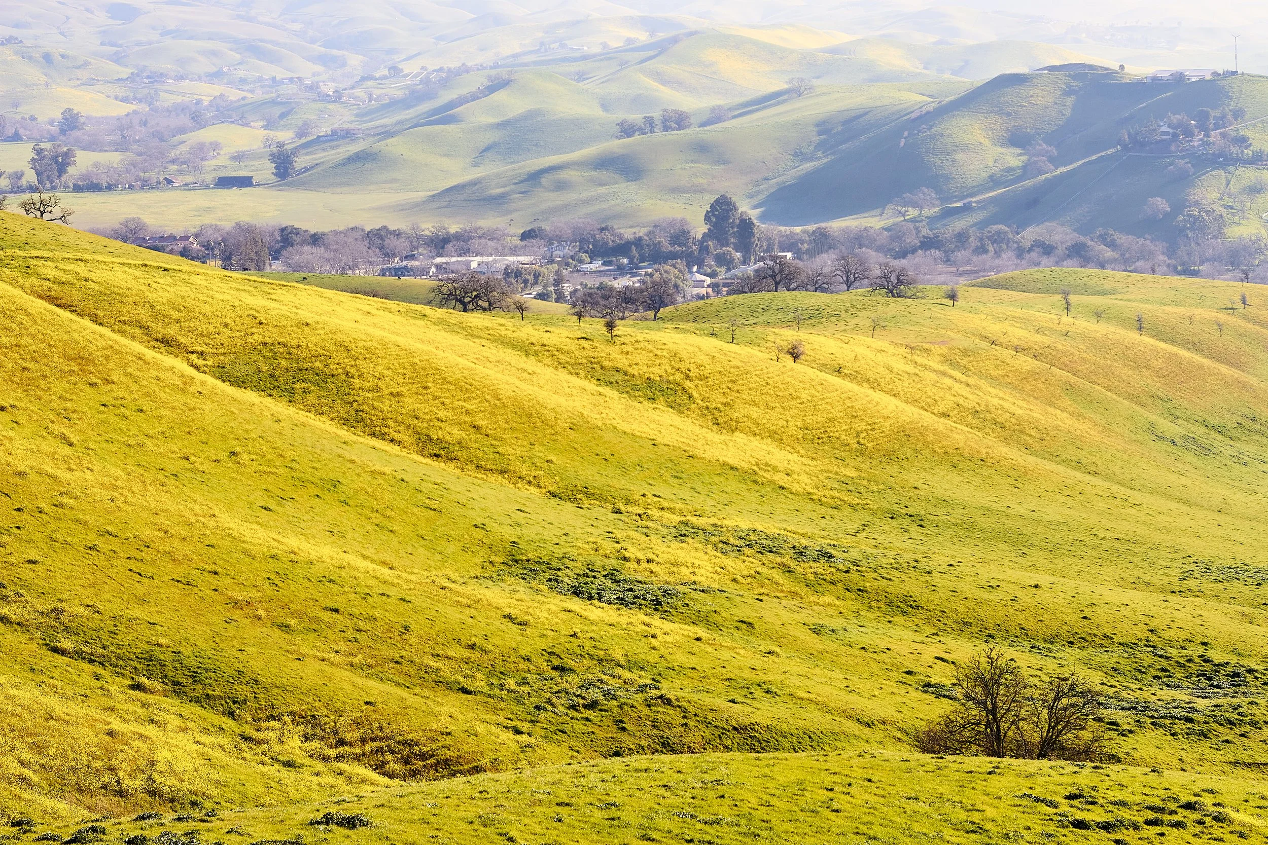 Tassajara Ridge Trail on Yellow by Ildebrando Noval 

Taken at Tassajara Ridge Trail in San Ramon in early spring. One of our favorite hikes in the springtime to spots some early blooms and this one did not disappoint.