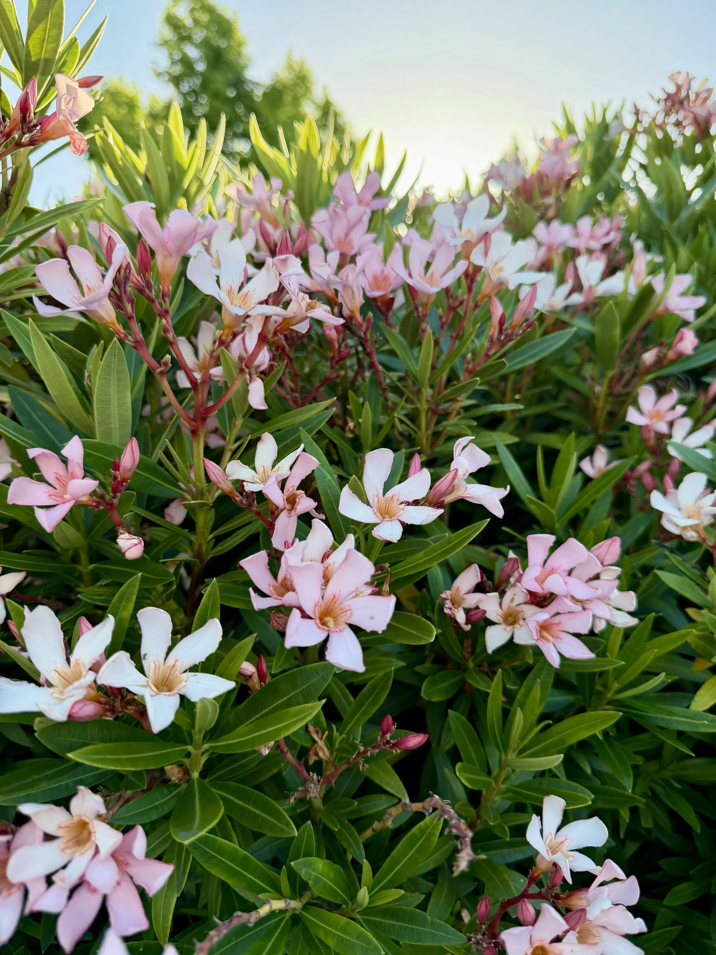 Sunset Blooms by Nidhi Kota 

Taken near the Arroyo Mocho trail from Santa Rita in early summer. I loved how the sunset on the background made the flowers and sky glow. The pink and white flowers and buds provide a striking contrast from the green le
