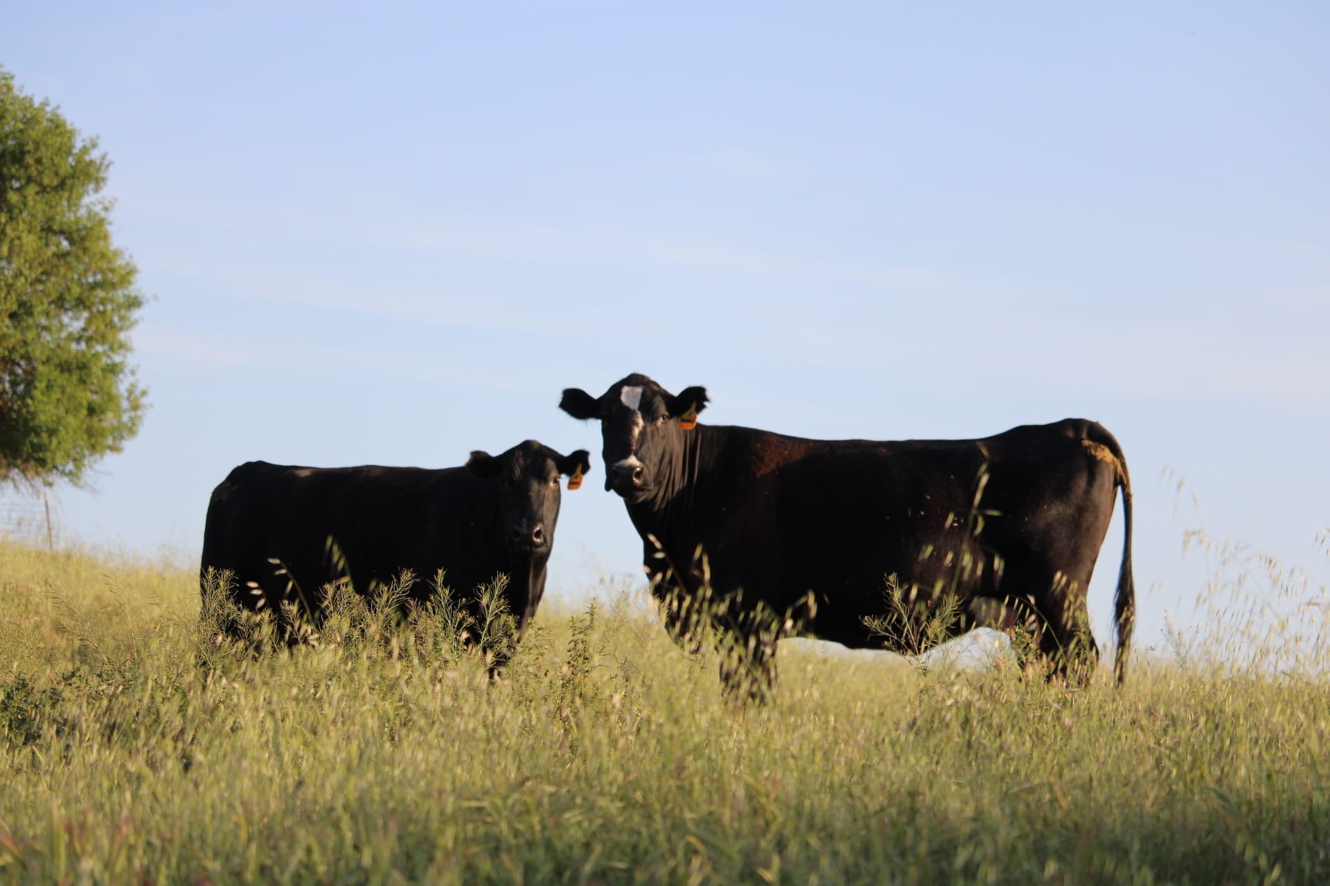 Cows with Blue Sky by Brooke Harris 

This was taken at my family's ranch off of cross road East of Livermore in Spring 2025. I love seeing the cows whenever I go up there.