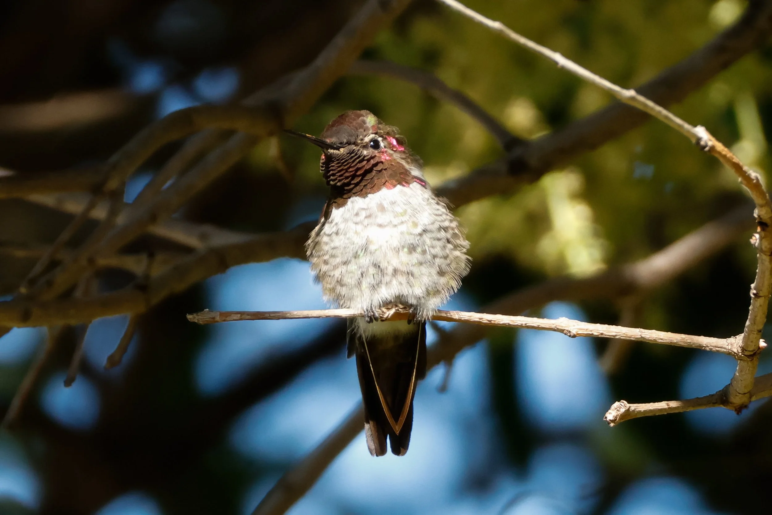Comfy Hummingbird by Jordan Valerga 

This puffed out humming bird was so cute. It must have been really comfortable if it was all puffed out. Taken on a city street in Concord