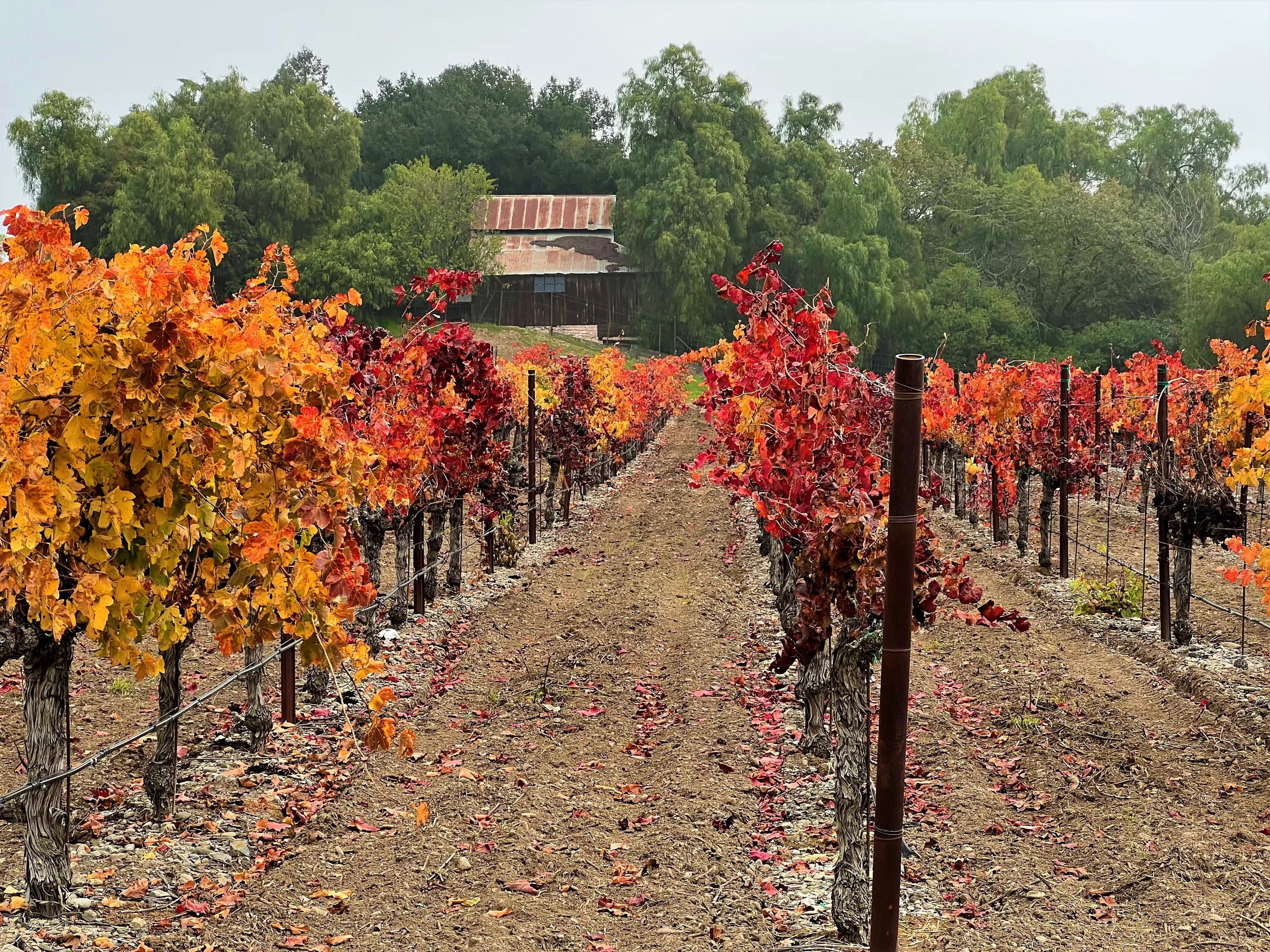 Fall in Livermore Vineyard by Markus Huber 

The vineyards behind Dante Robere. I love the country feel of many Livermore vineyards vs. the excesses of Napa Valley.