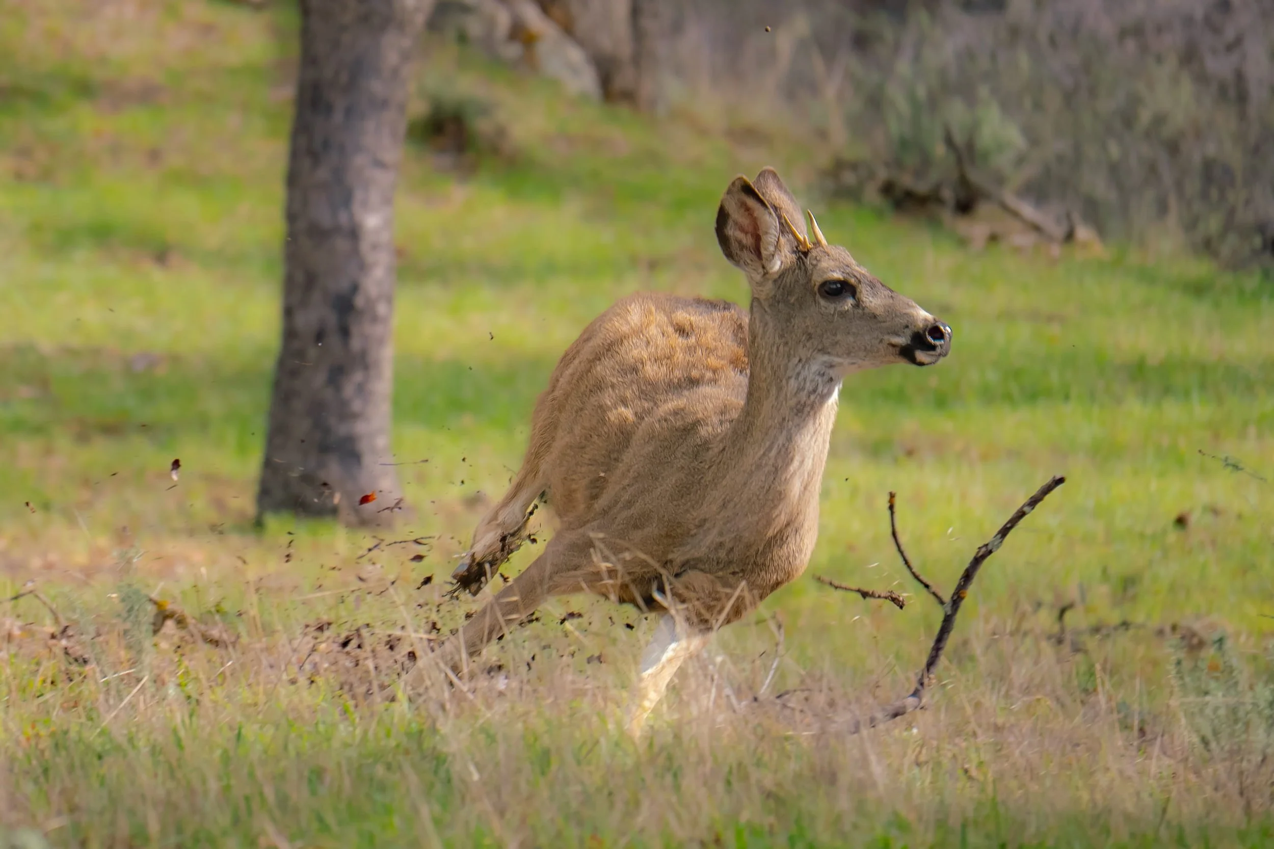 Runaway Black Tailed Deer by Miranda Duarte

Photo Taken at 3 Calhoun Sisters' Ranch in Livermore, CA. Description: A black-tailed deer flees, kicking up debris in its quick escape.