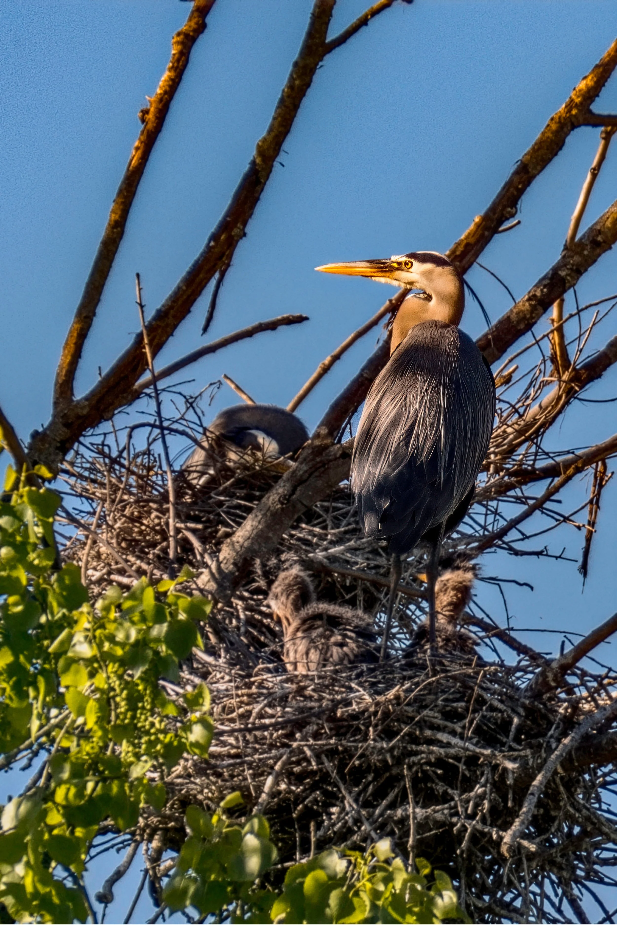 Great Blue by Richard Finn 

I almost didn't see the 2 fluffy baby chicks in the nest of this Great Blue Heron as they blended in so well. The mom seemed to be on the look-out for predators. This was taken at Shadow Cliffs Regional Park.