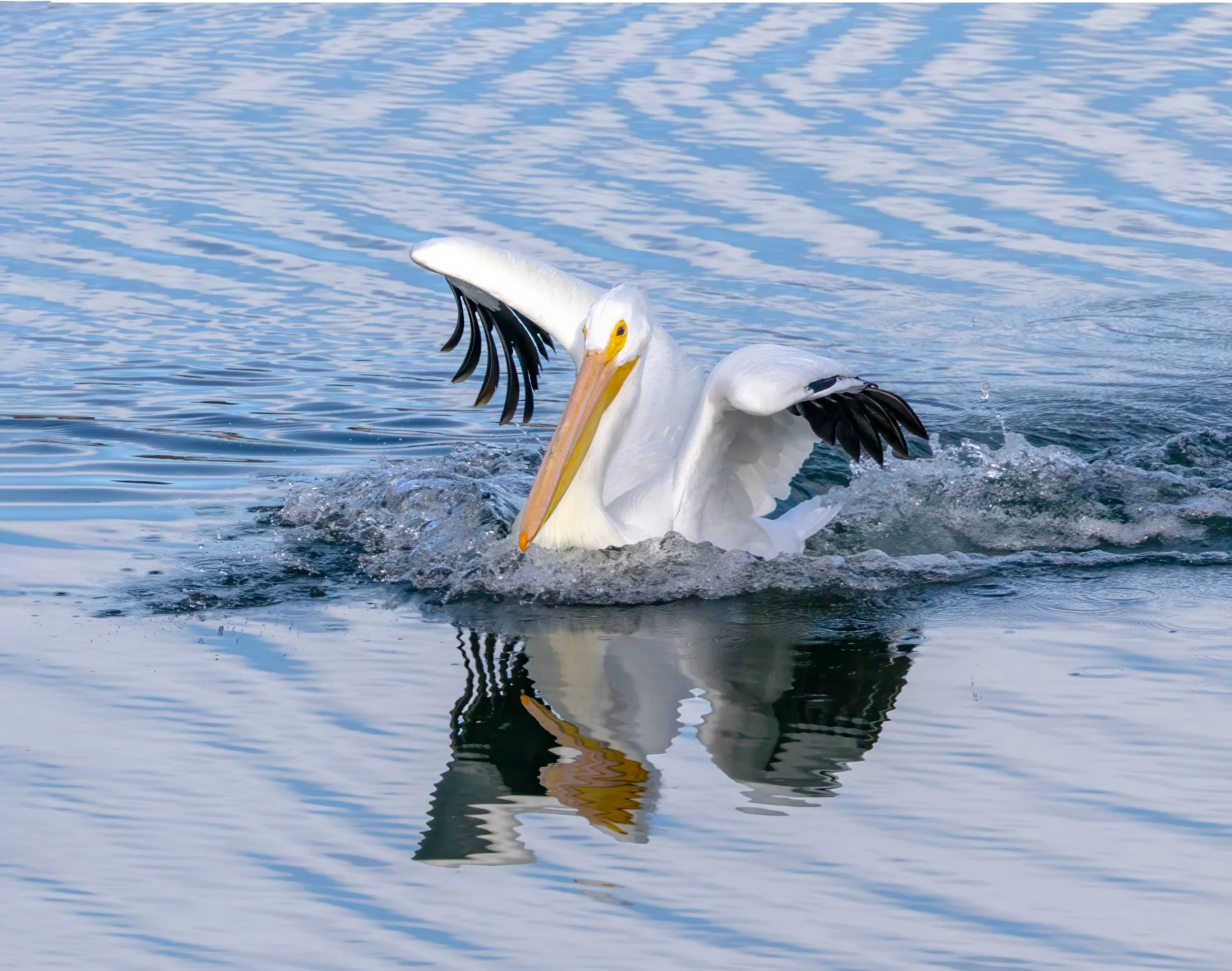 White Pelican Landing on Lake Del Valle by Barbara Mallon

A White Pelican Lands on Del Valle Lake, January, 2026