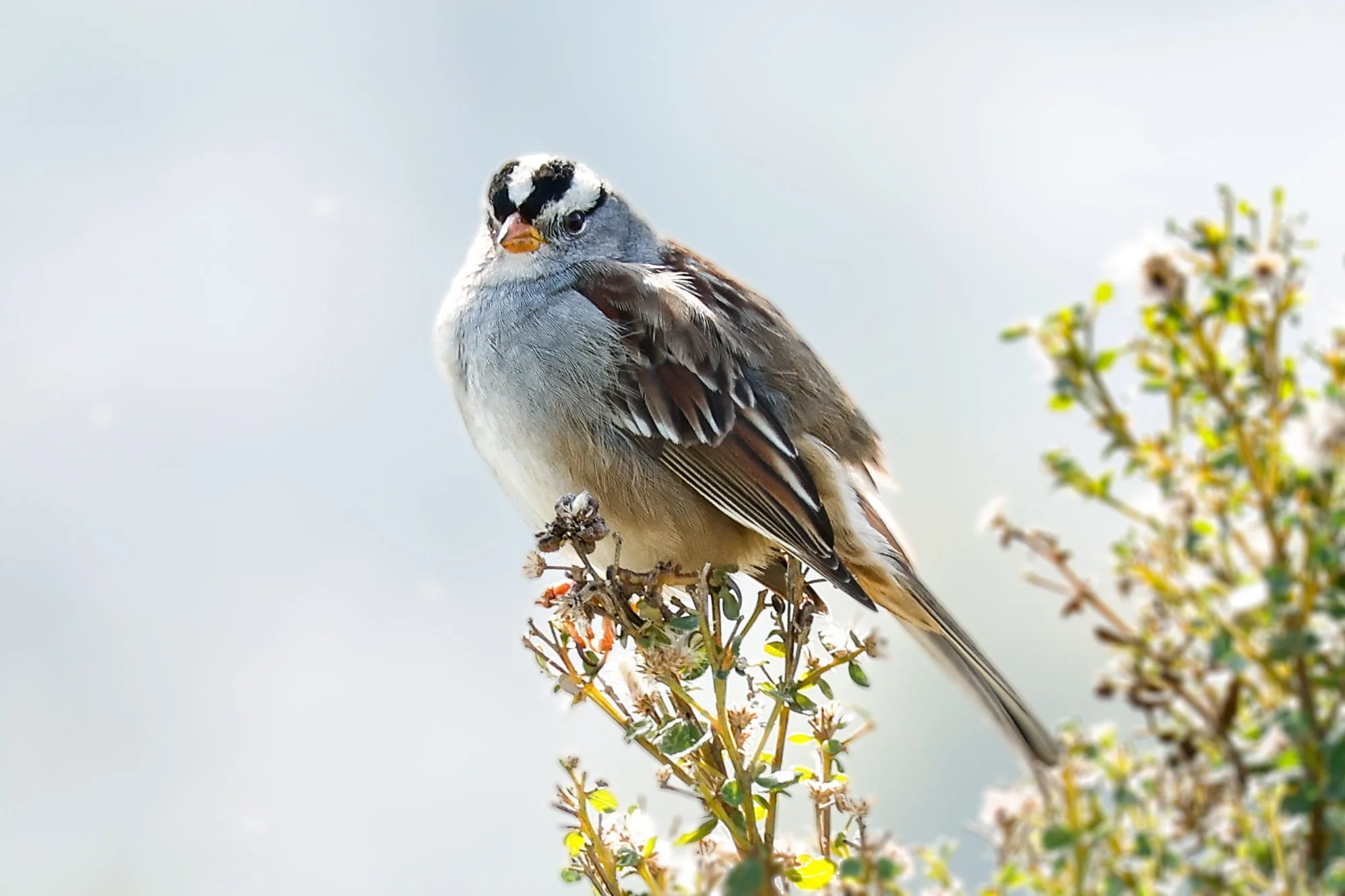 Fluffy Sparrow by Jordan Valerga 

This fluffy little white-crowned-sparrow was chilling on this bush I came across while hiking in Canyon, just past Moraga Ca. It reminds me of a painting. 