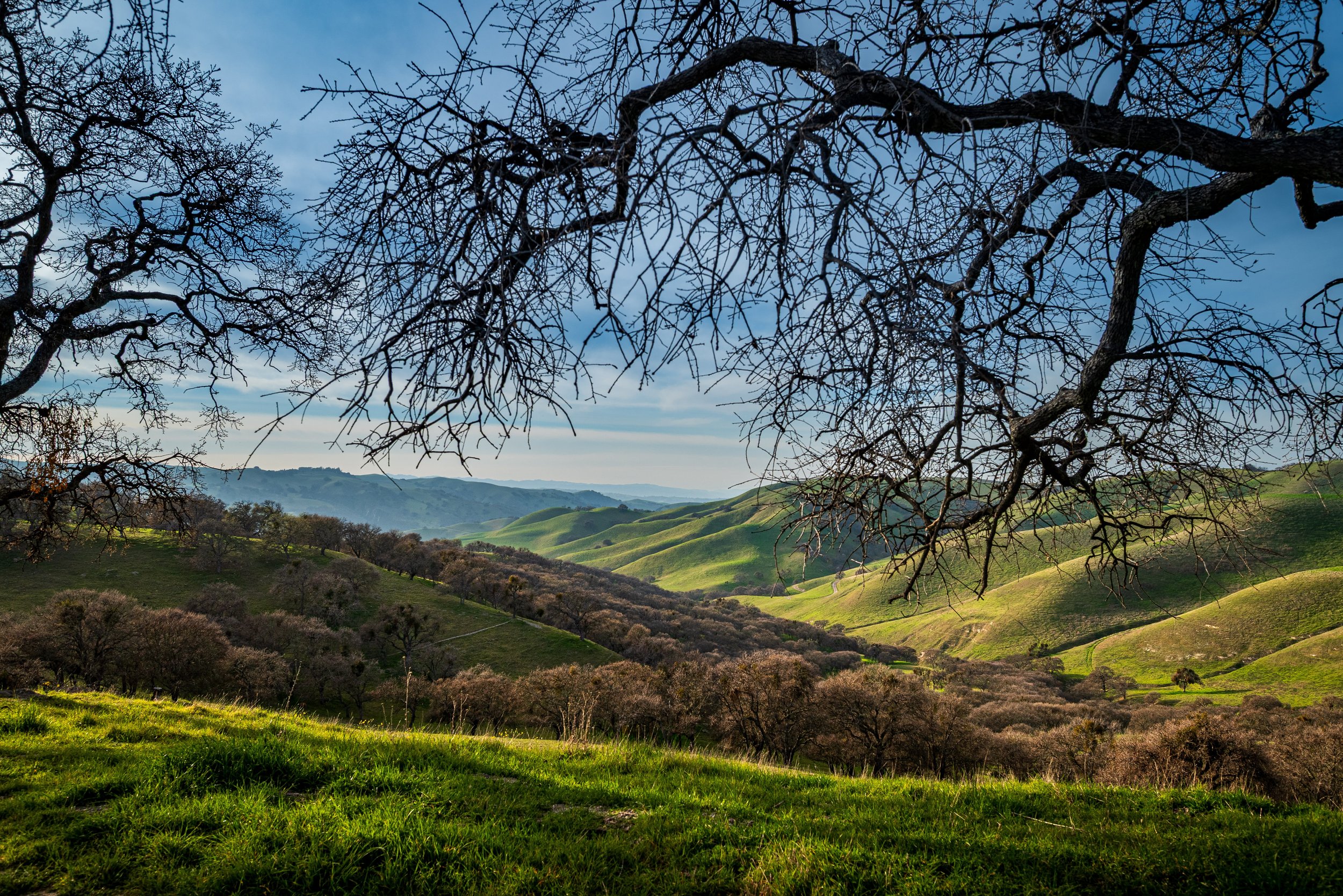 Through the Branches by Dhaval Kapil. 

 This picture was taken while hiking the Del Valle Ridge Trail. Wife and I had been walking past this tree for a while before we noticed it was framing the whole valley. The branches are still bare from winter,