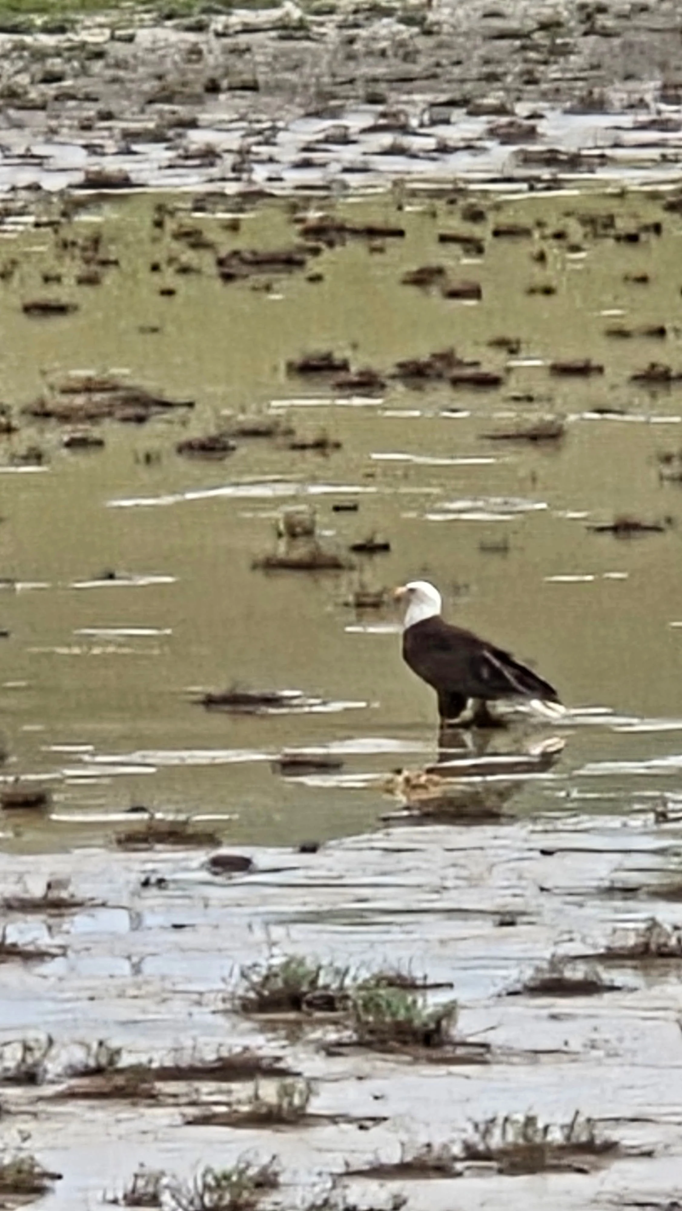 Bald Eagle on Frick Lake by Michelle Mitchell

Bald Eagle on Frick Lake taken in early April. I was lucky enough to catch this as I was headed home from a hike at Brushy Peak in Livermore 