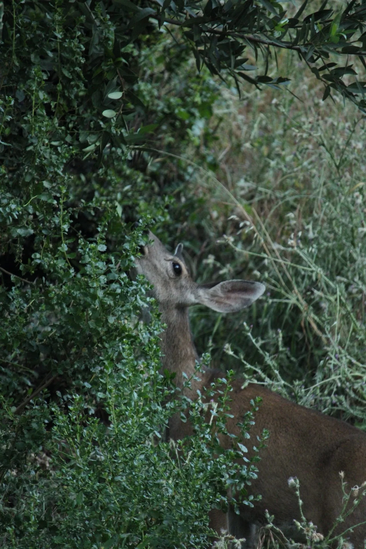 Deer Eating Leaves by Brooke Harris

This was taken in the hills above Del Valle Lake in late Spring 2026. While I was taking a drive with my Dad, I spotted a deer and was able to walk up to her while she was feeding in the bushes.