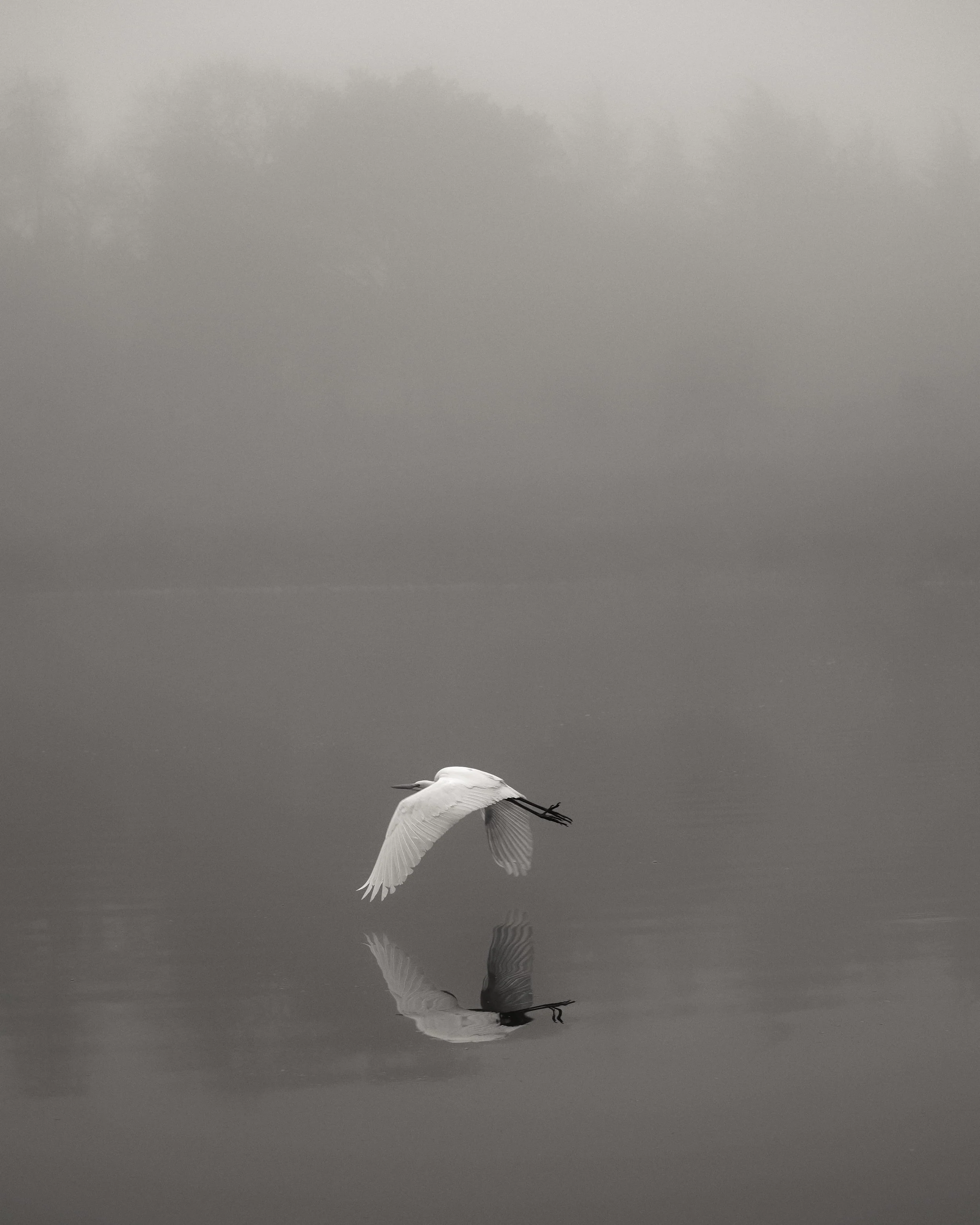 Mist Hunter by Ramon Arellano II 

Morning Mist Hunter. Taken at Lake Isabel in San Ramon on a foggy morning.