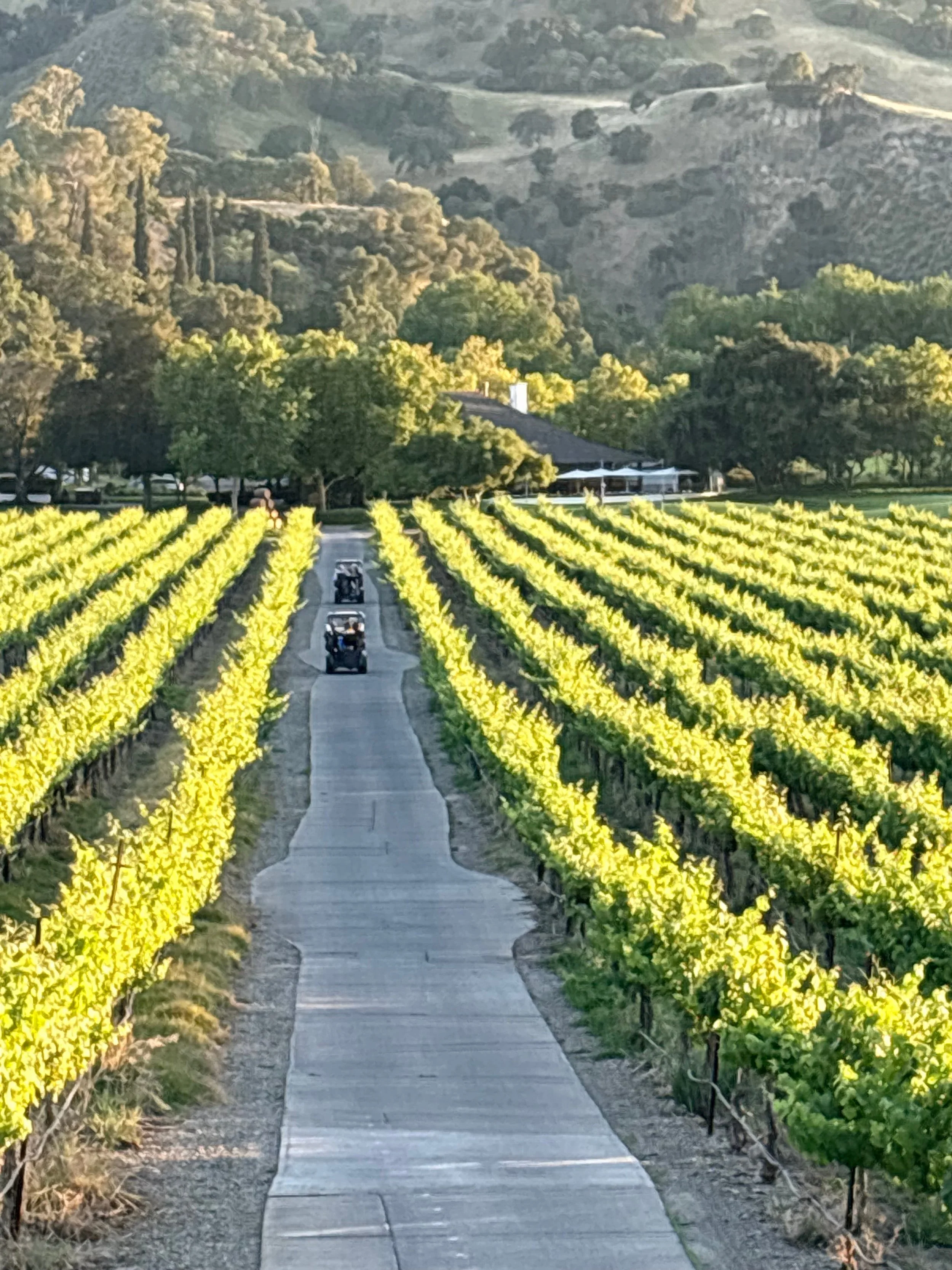Golf Course Vineyards by Paulette MacLaren

Golf path at the Course at Wente during sunse. First time to ride the course and this beautiful shot of the vineyards at sunset was so beautiful