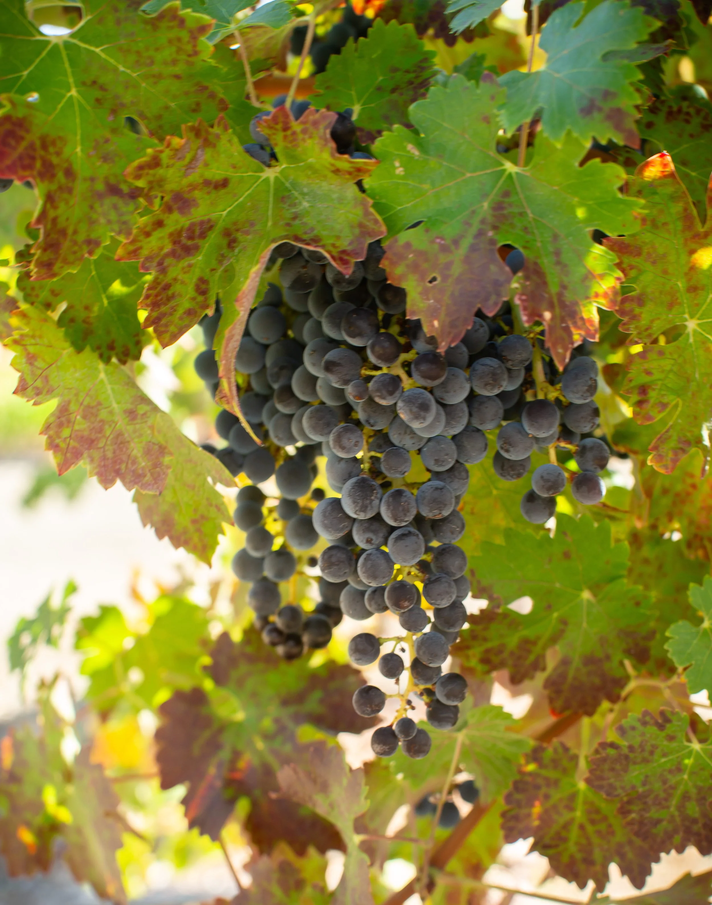 Concannon Vineyards by Robert Nardy 

The beauty of Livermore also known as Wine Country. Photo taken at Concannon Vineyards. 