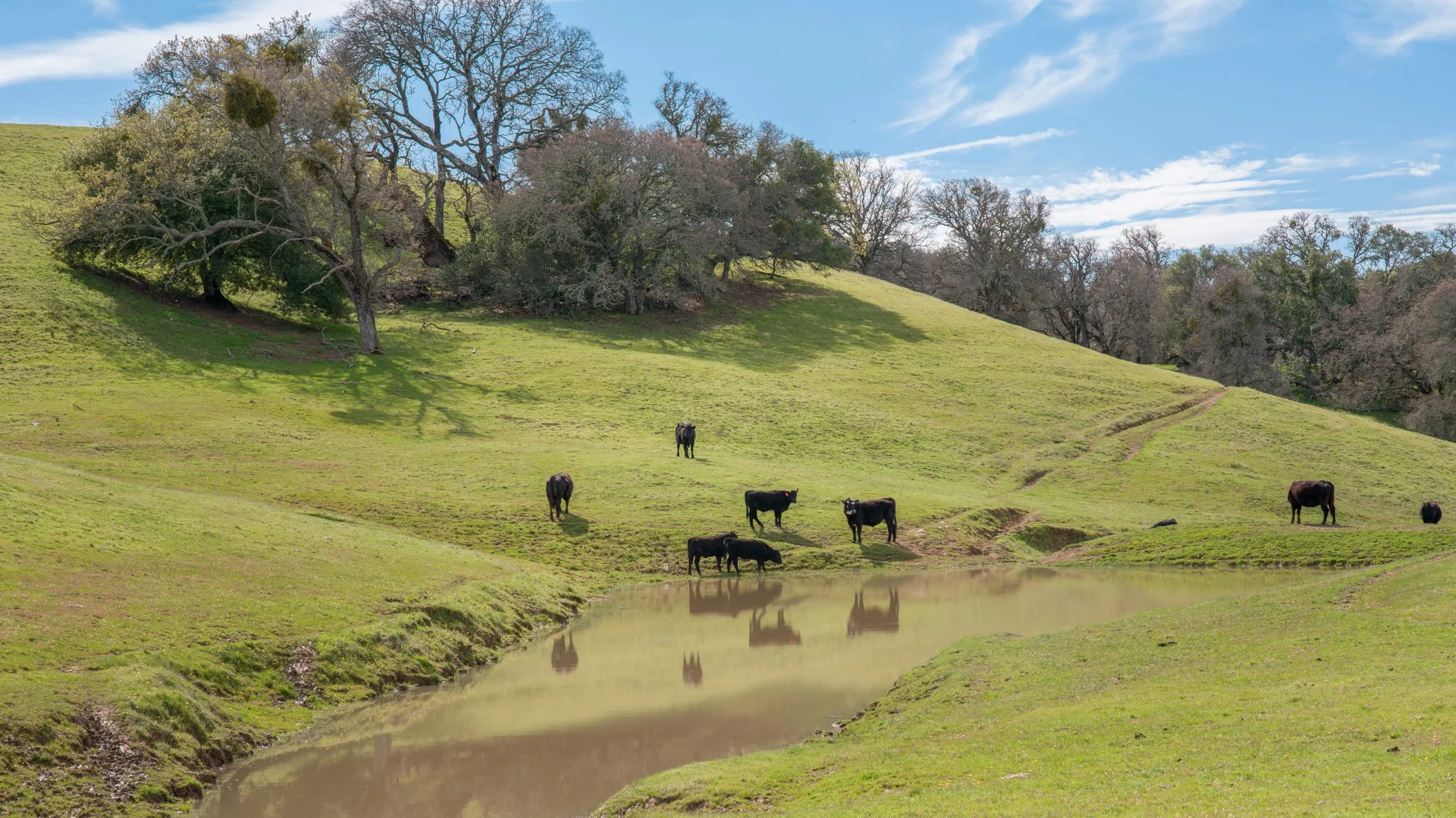 Cows by Athony Keen

 Cows by a pond at Morgan Territory Reserve, Livermore. I love walking in this place.