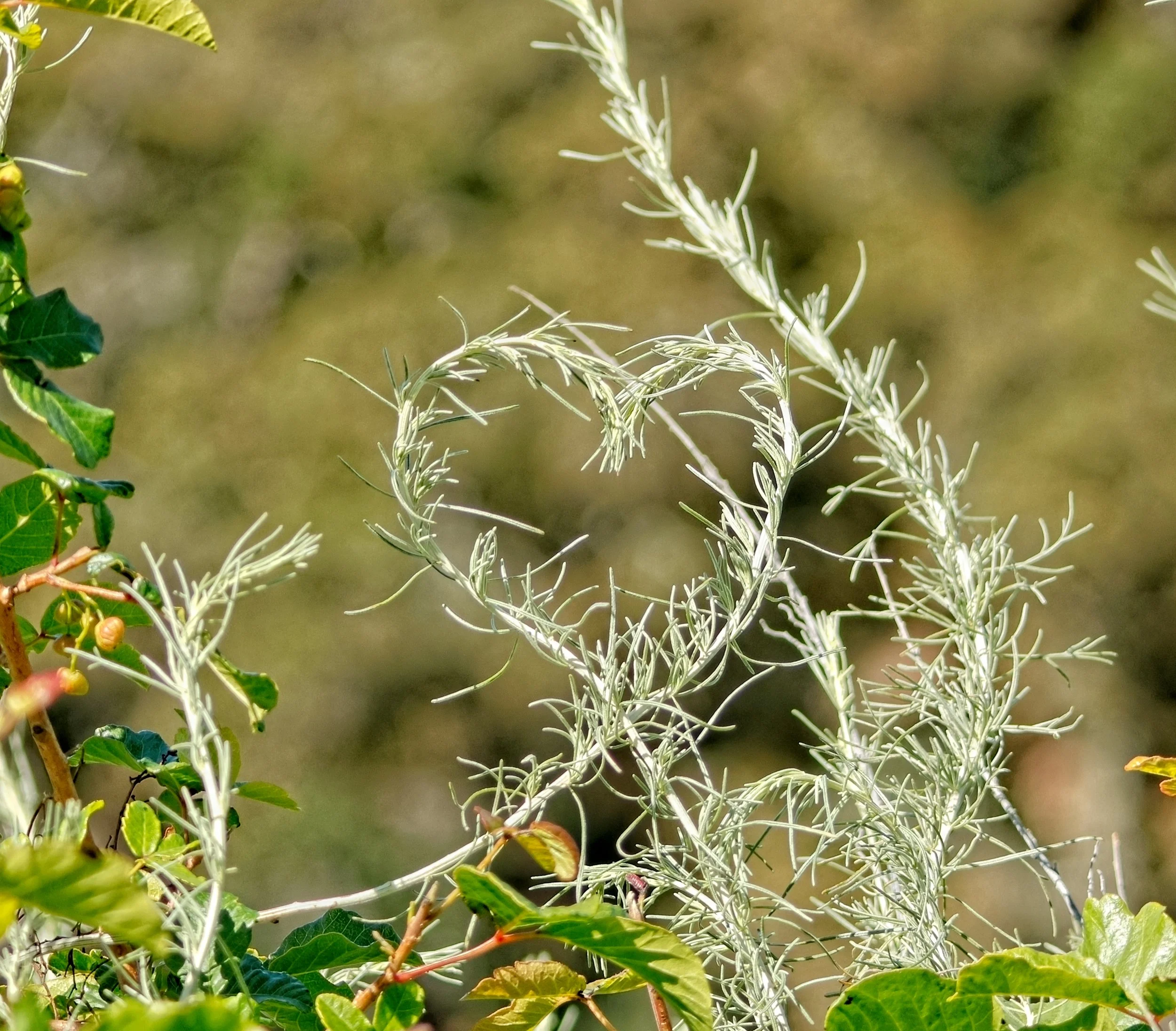Heartfull Cowboy Sage by Jordan Valerga.       

I found this heart shape in the cowboy sage while hiking near rock city on Mt Diablo. It was a natural shape, meaning I did not make it happen, it just did. Nature is amazing 