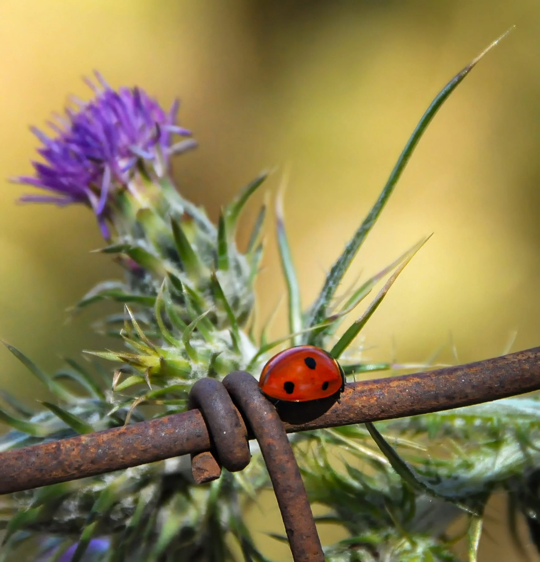 Ladybug by Richard Finn 

I love how that bright little ladybug looks so determined, trekking across the jagged, rusty wire like it’s headed home after a long day of work. The soft purple flower in the background adds such a sweet touch, making the w