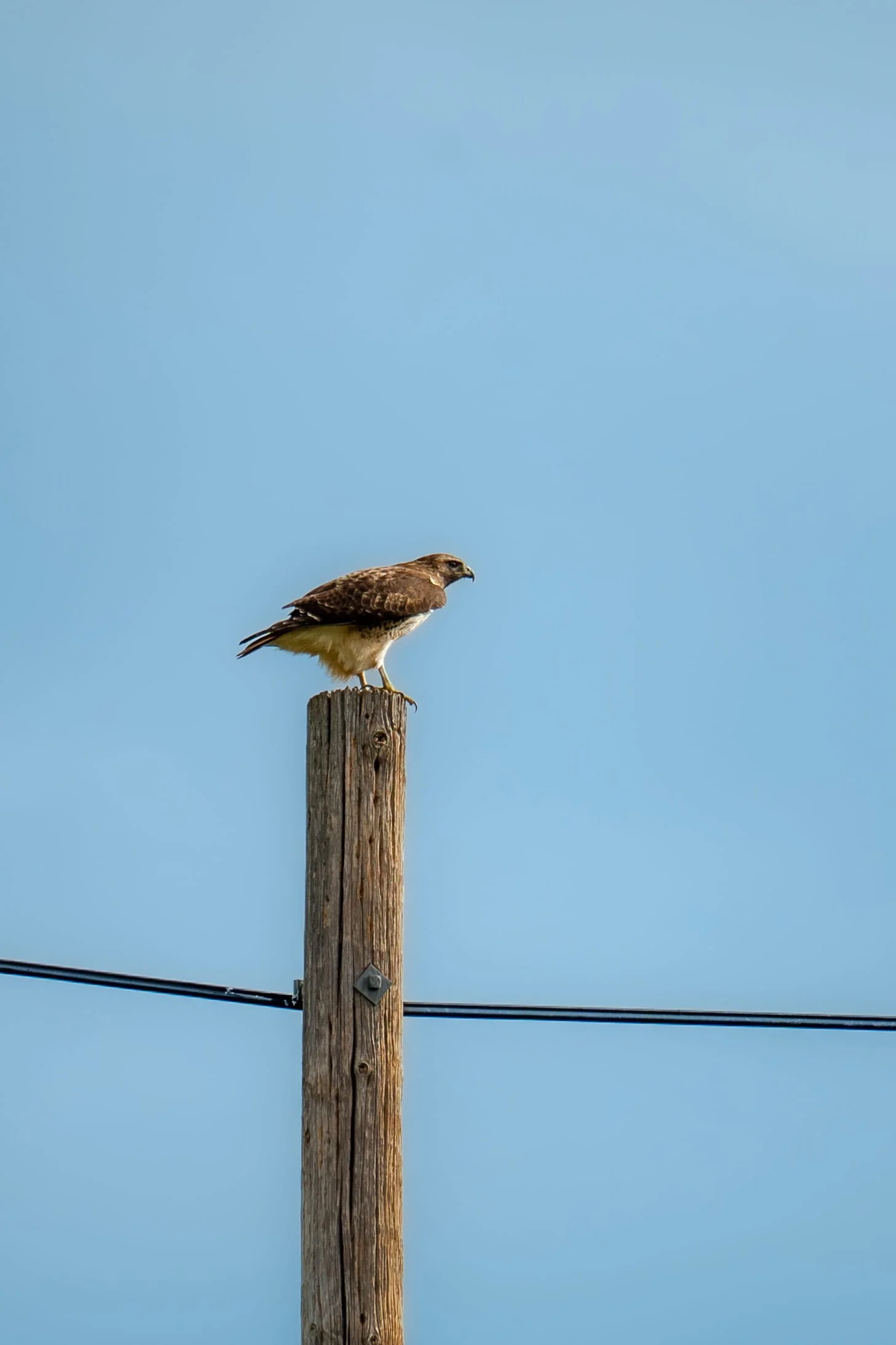Perched Red Tailed Hawk by Miranda Duarte

Photo Taken at 3 Calhoun Sisters' Ranch in Livermore, CA. Description: A Red-Tailed Hawk sits atop a telephone pole, perched and looking for prey.