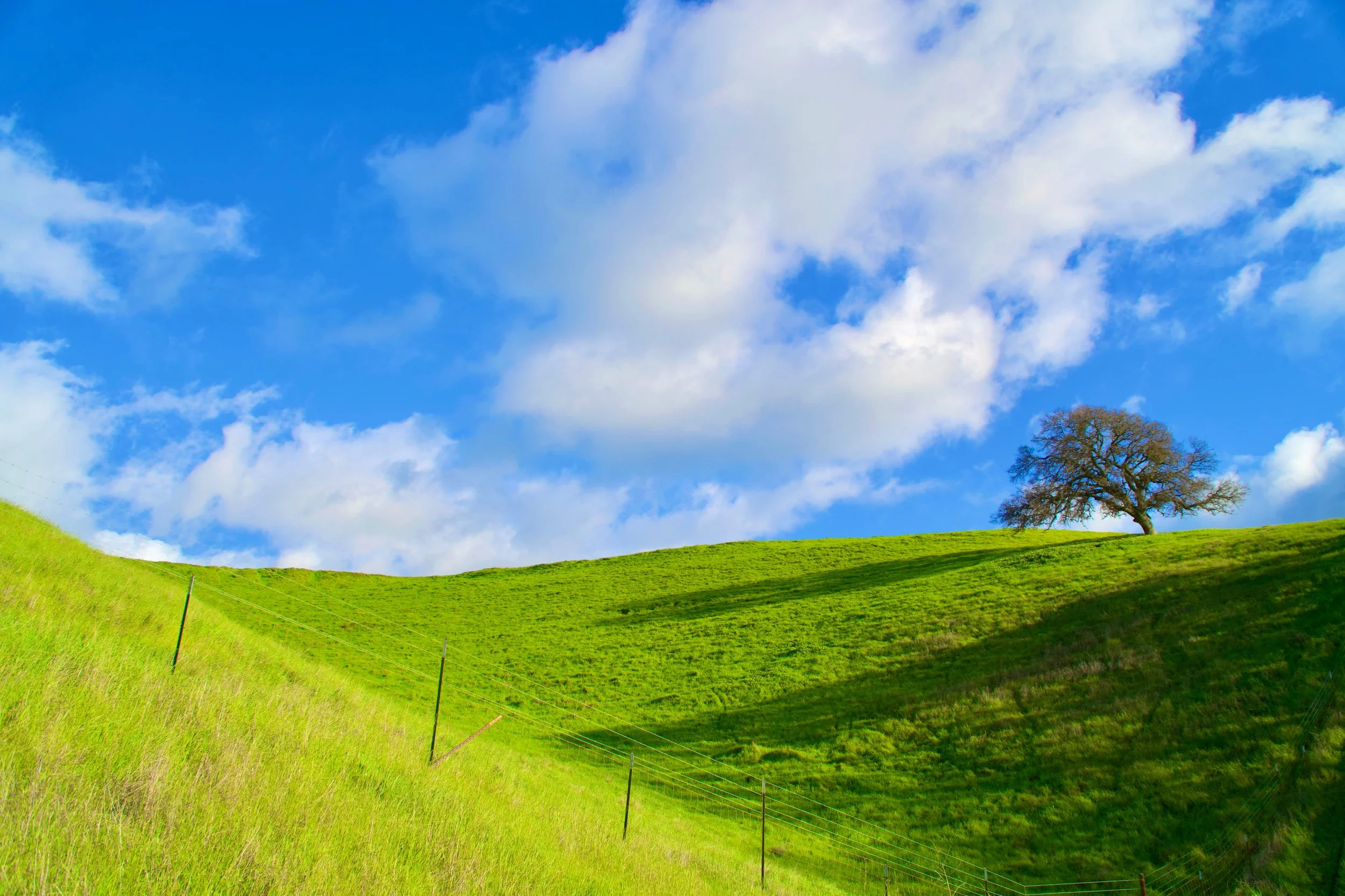 Spring Oak by Spencer DeMera,

 on a Livermore Hill in Holdner Park
