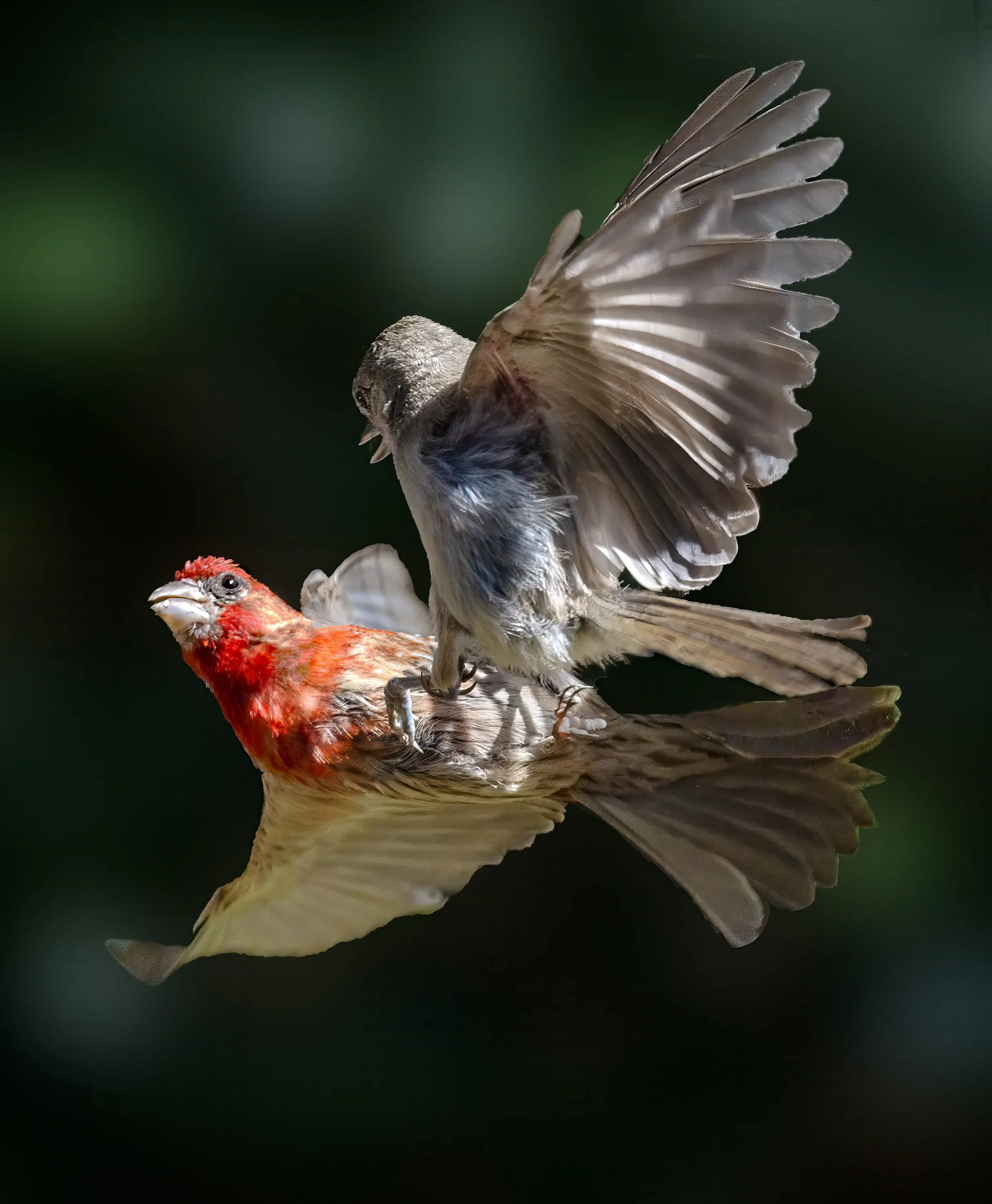 House Finch Fight by Barbara Mallon 

Female House Finch attacks a Male in my Livermore backyard