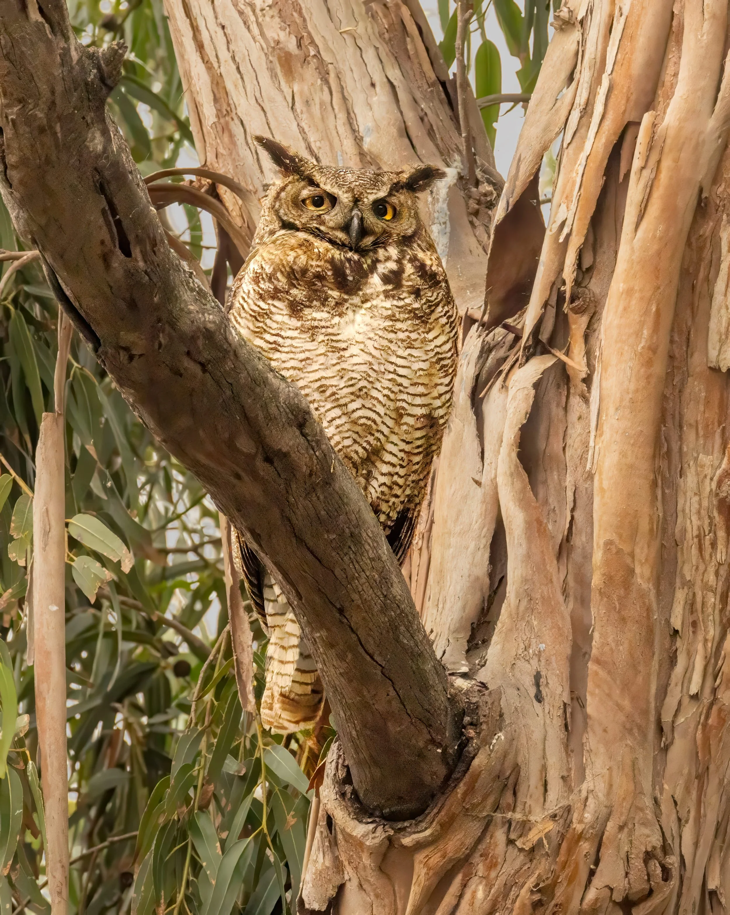 Mother Owl Keeps Watch Under Owletts in Nest by Barbara Mallon

Great luck! A friend on Reuss Road, in Livermore invited me to take photos of the owls in her eucalyptus tree