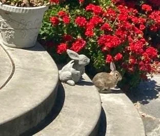 Rabbit by Richard Rollins 

One of Tenuta Winery's Jack Rabbit's hanging out with his "Stone" Cold Relative. 