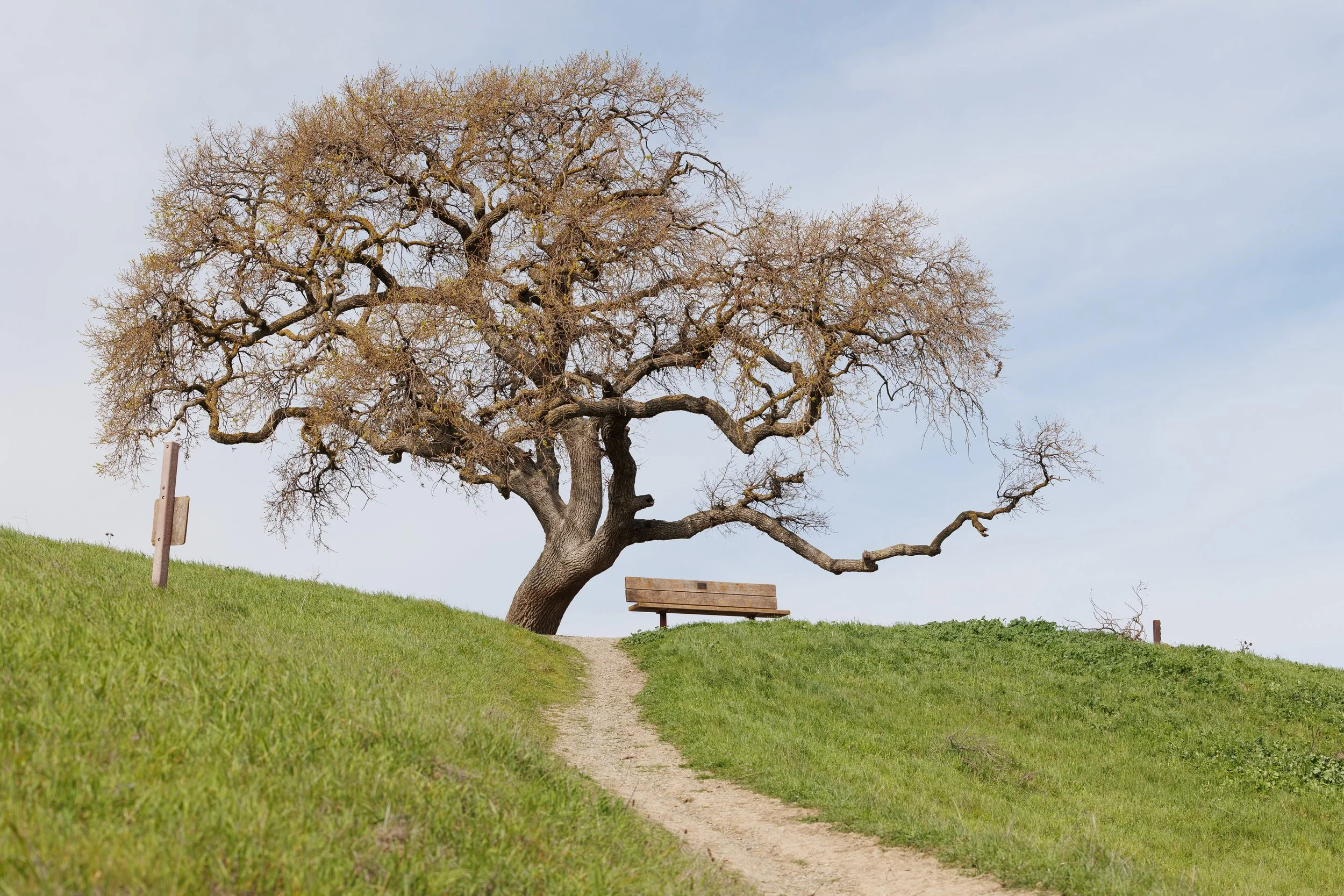 Its Okay to Take a Break	by Stephanie Lin. 

Taken at East Shore Trail at Del Valle Regional Park at the iconic bench under the oak tree. My favorite spot to take a break.