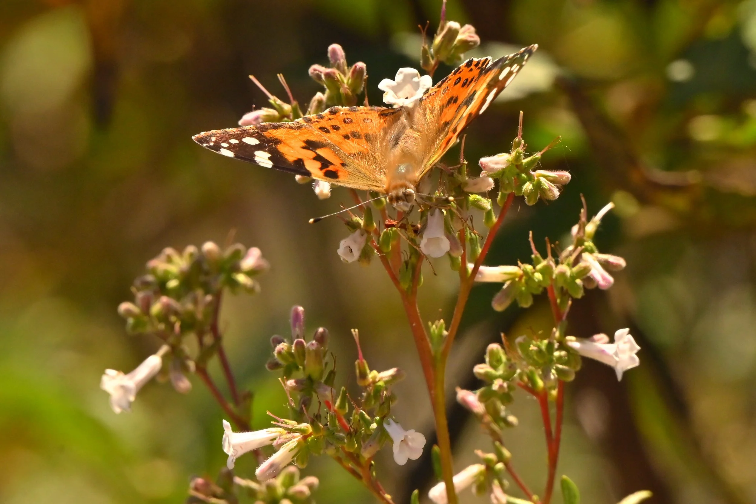 Painted Lady